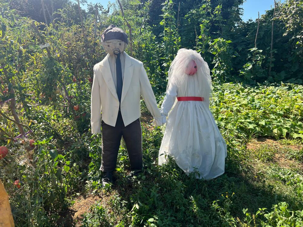 Gelin ve damattan korkuluk yaptı, kargalardan çok insanları şaşırttı - 3. Resim