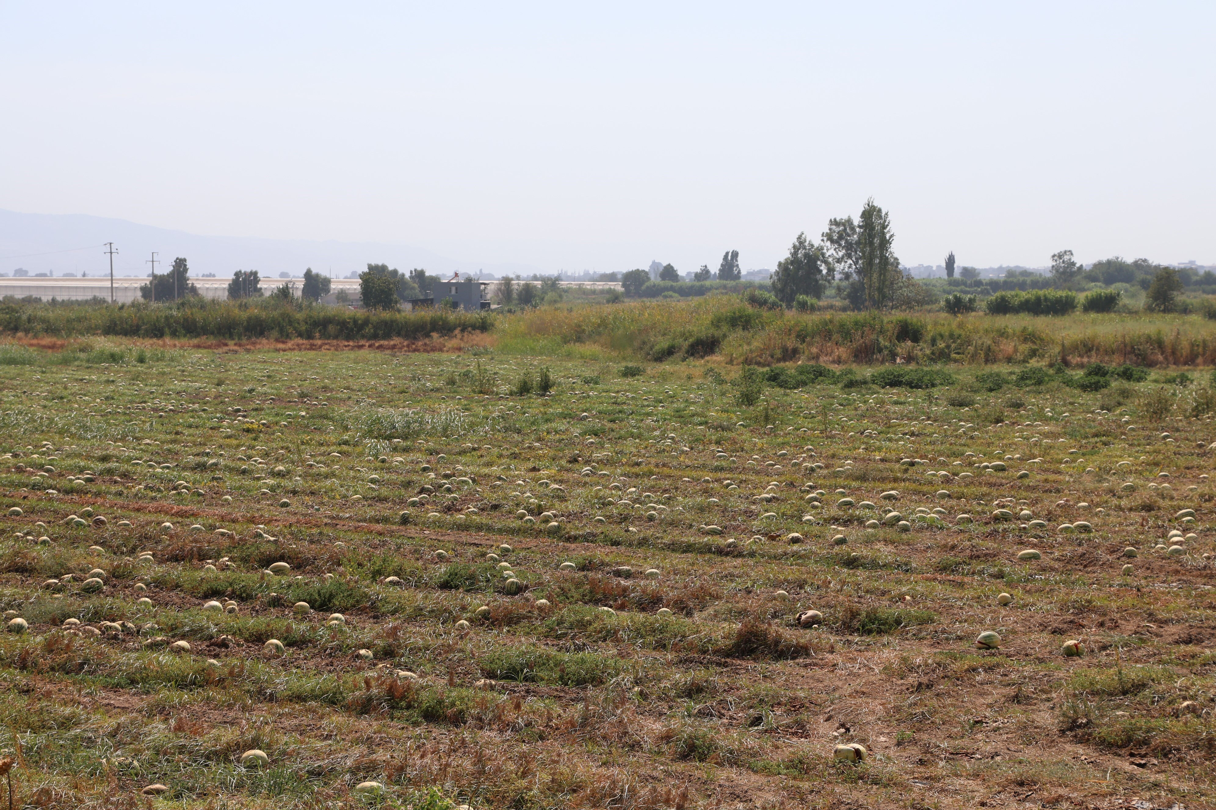 Karpuz Aydın'da 1 liranın altına düştü, bir taraf sevindi bir taraf hayatının şokunu yaşadı - 1. Resim