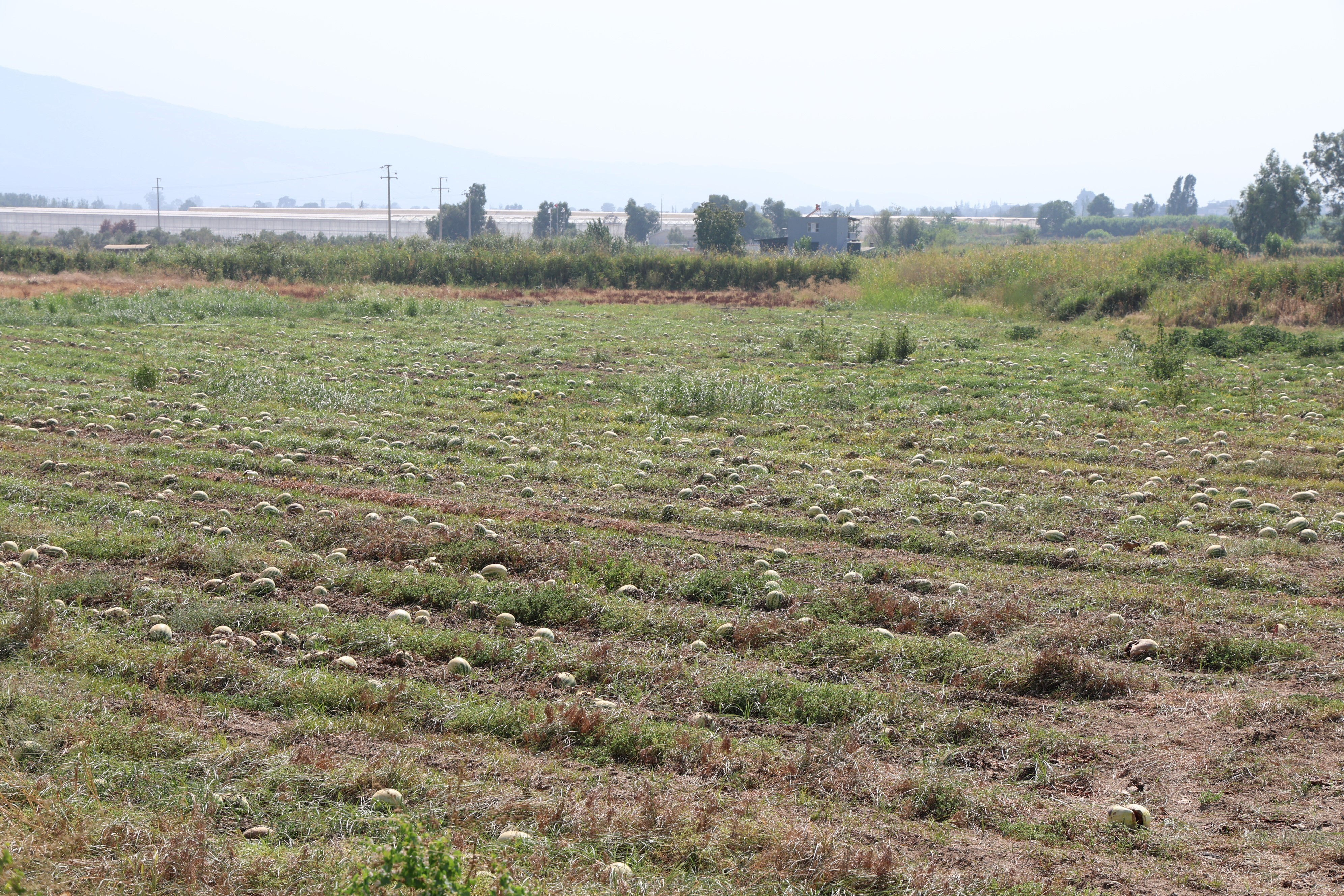 Karpuz Aydın'da 1 liranın altına düştü, bir taraf sevindi bir taraf hayatının şokunu yaşadı - 2. Resim