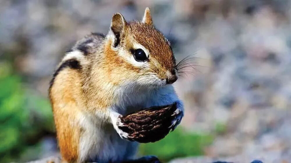 Sağlık Bakanlığı'ndan yeni rehber! Maymun çiçeği virüsü nasıl anlaşılır? Virüs nasıl bulaşır?  İşte detaylar... - 12. Resim