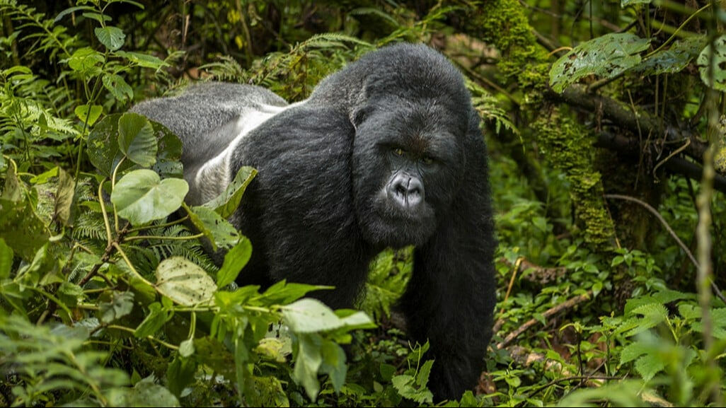 Sağlık Bakanlığı'ndan yeni rehber! Maymun çiçeği virüsü nasıl anlaşılır? Virüs nasıl bulaşır?  İşte detaylar... - 13. Resim