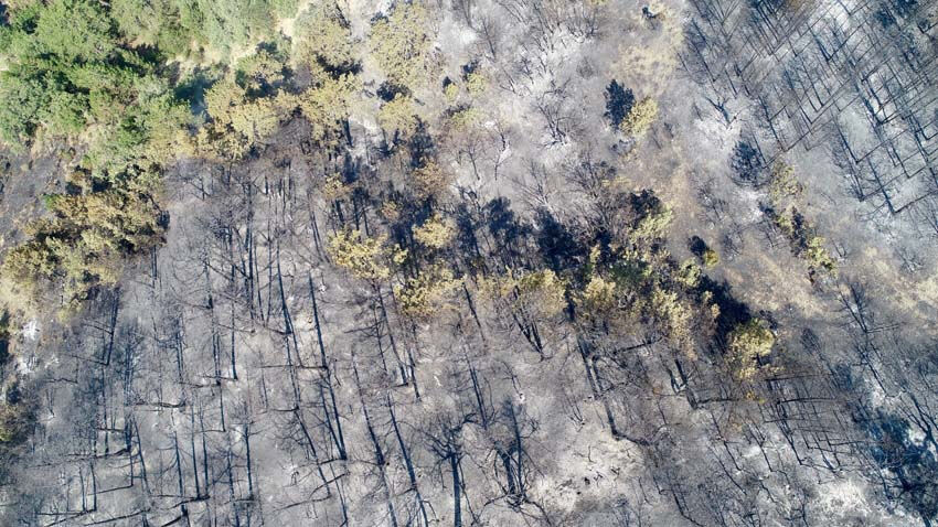 Alevler yeşili gri yaptı... Felaketten geriye kalan acı manzaralar - 6. Resim