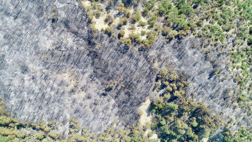 Alevler yeşili gri yaptı... Felaketten geriye kalan acı manzaralar - 4. Resim