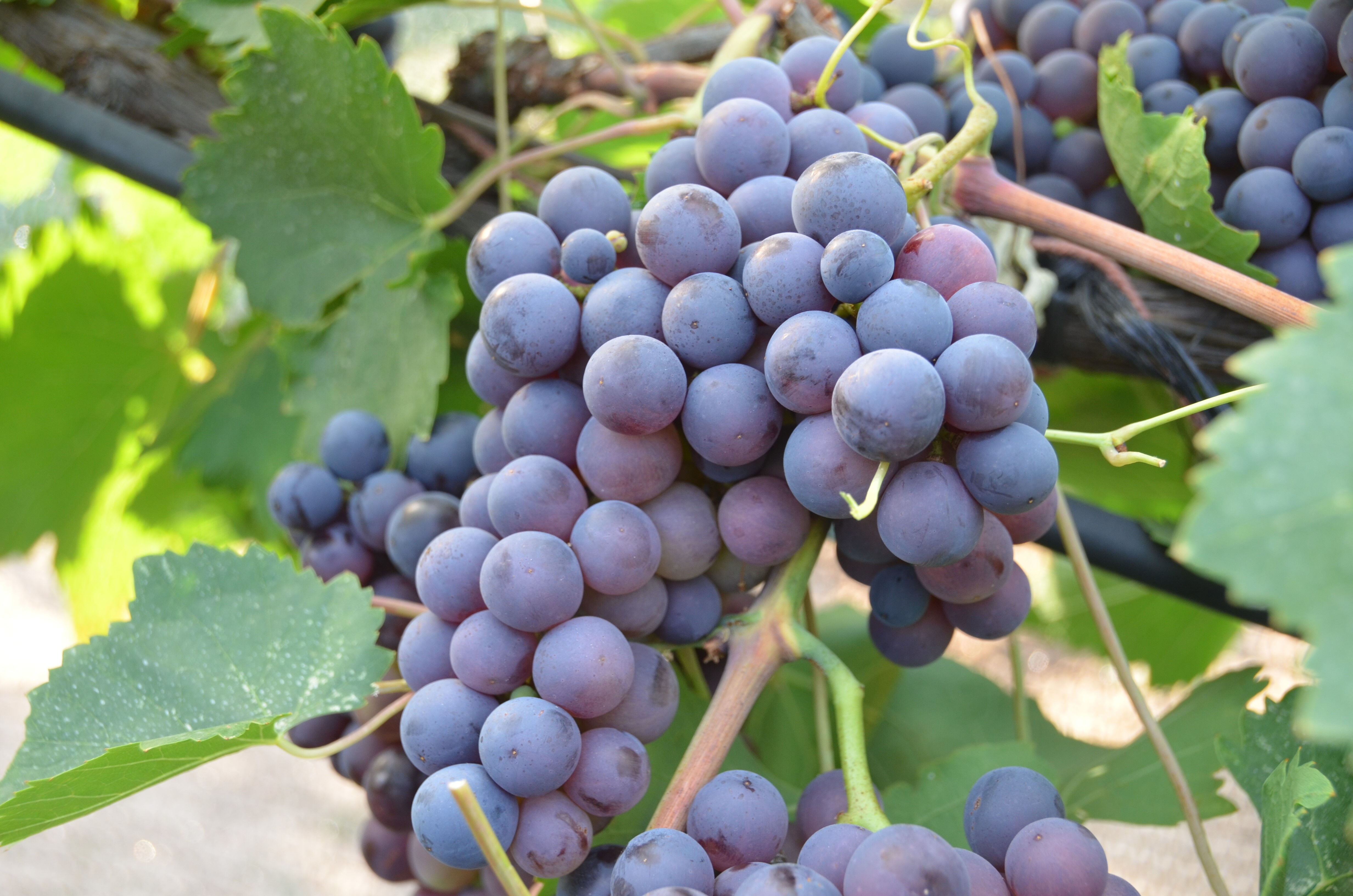 Üzüm deyip geçmeyin! Antalya'da atalarından kalan asırlık bağları ayakta tutmak için çabalıyor - 2. Resim