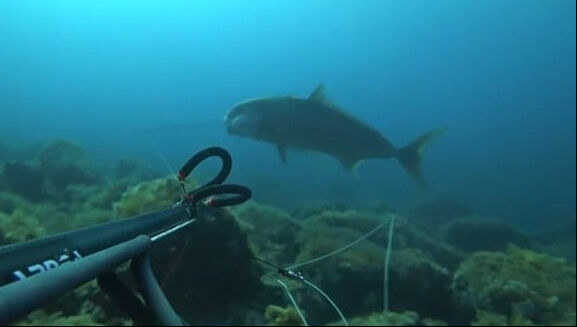 Dalgıç Müjdat Turan'dan Çanakkale'de çılgına çeviren av! Zıpkınla 2 metreye yakın akya vurdu - 3. Resim