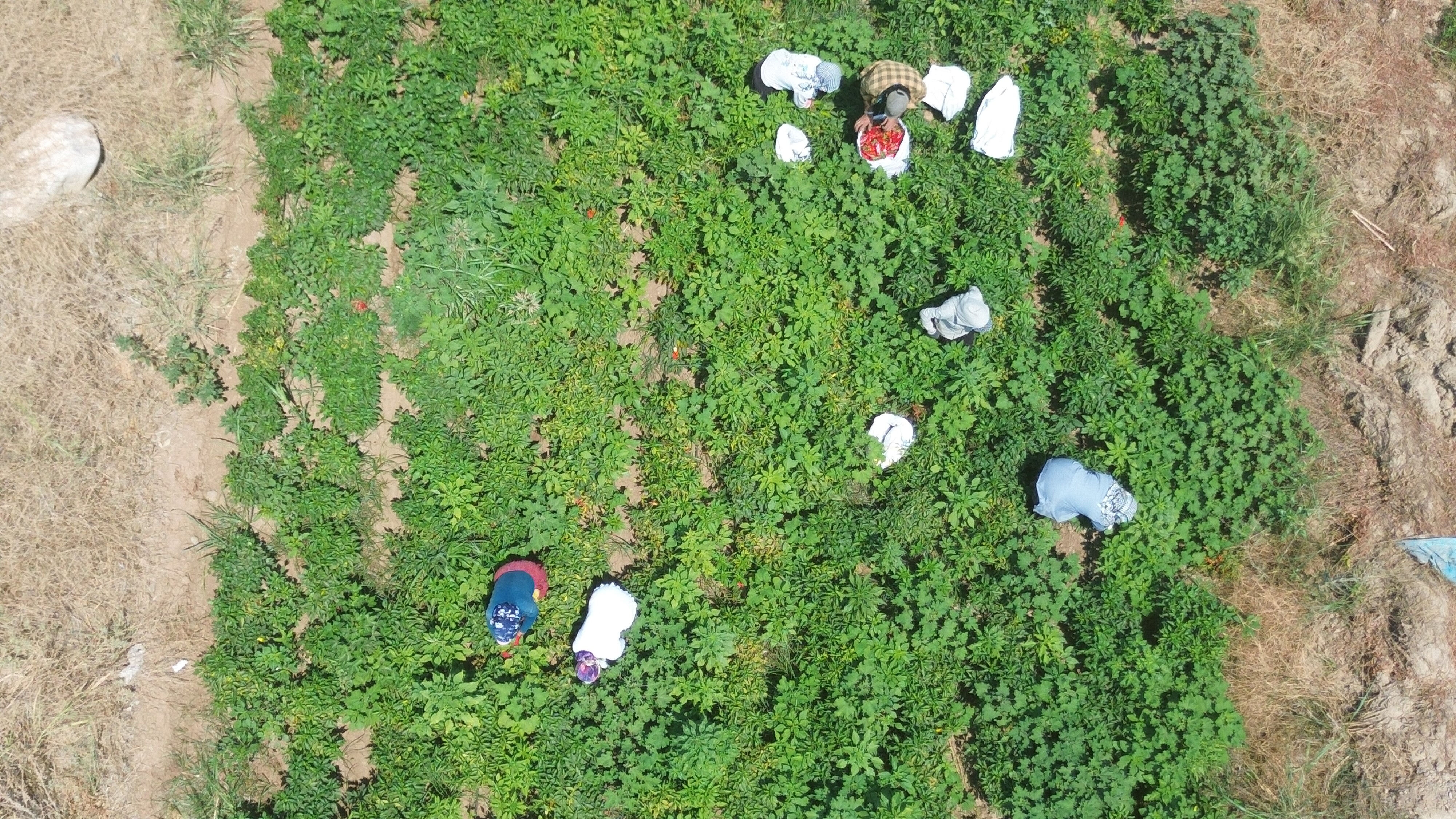 Ellerini yüzlerine süremediler! Hatay'da biber hasadı güncel fiyatı verdi Ellerini yüzlerine süremediler! Hatay'da kavurucu sıcakta acı hasat - 1. Resim