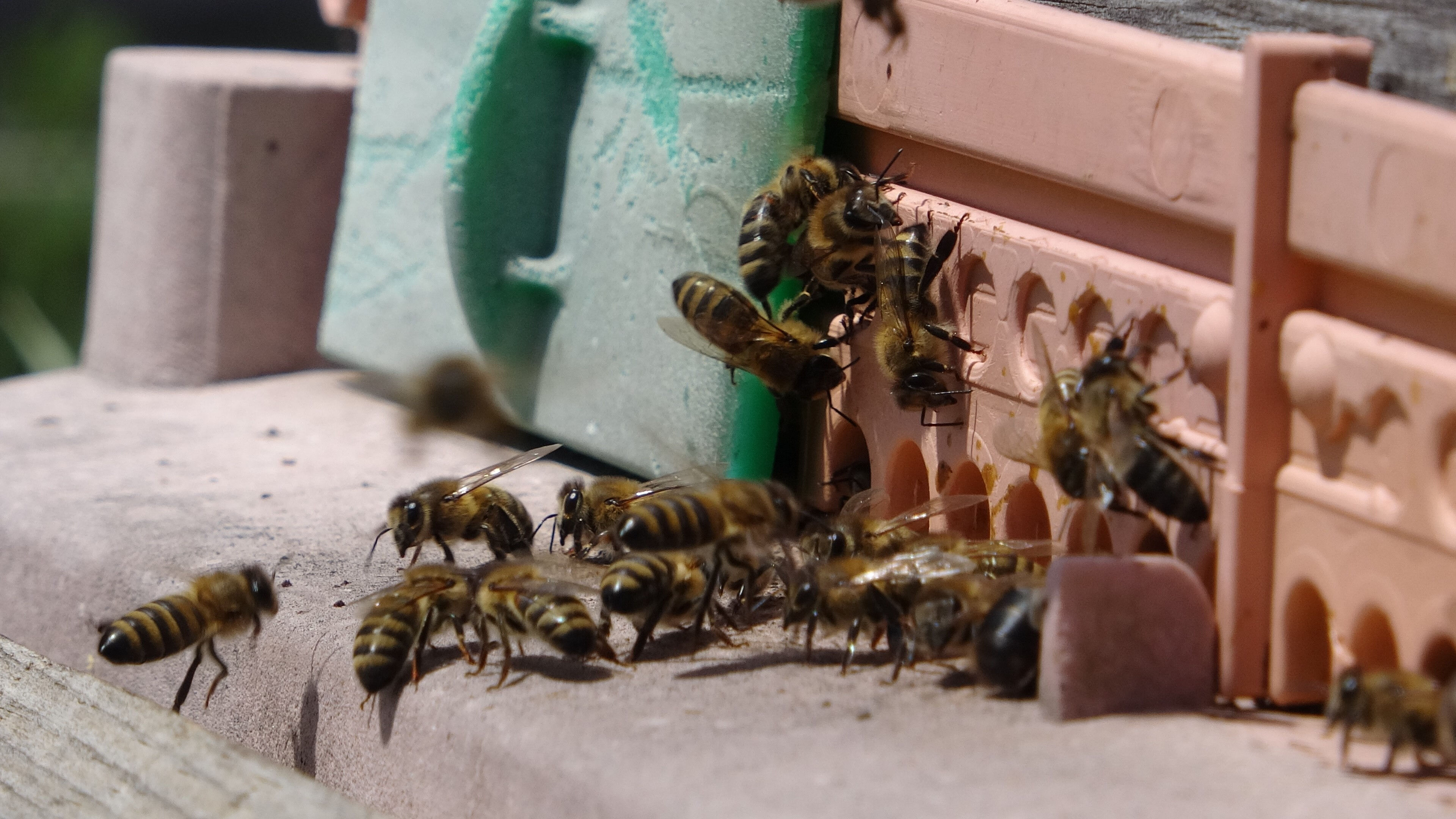 Gramı altından daha değerli! Ardahan'da üretilen 'arı zehri'nin fiyatı dudak uçuklattı Gramı altından daha değerli! Ardahan'da üretilen 'arı zehiri'nin fiyatı dudak uçuklatıyor - 3. Resim