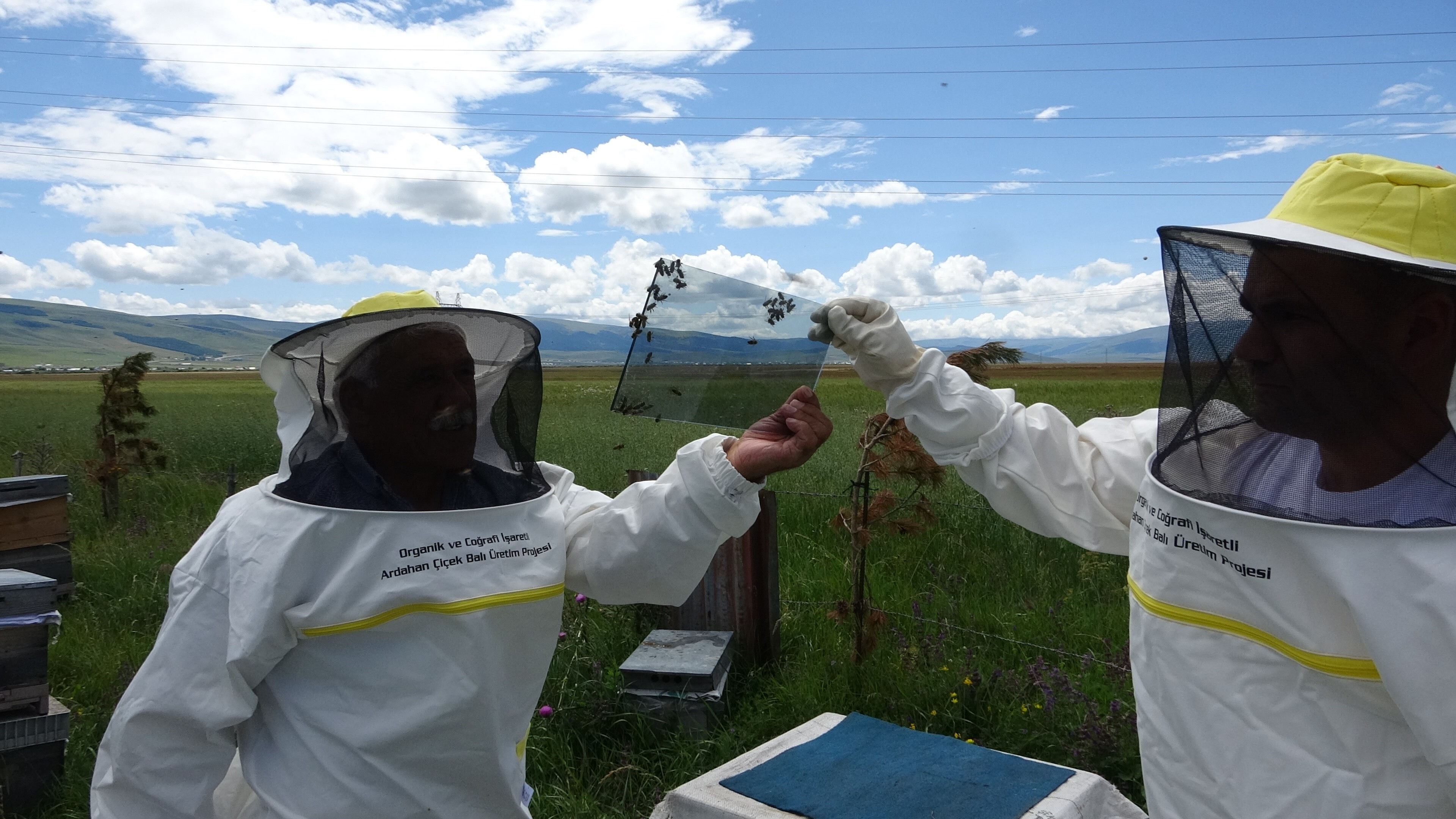 Gramı altından daha değerli! Ardahan'da üretilen 'arı zehri'nin fiyatı dudak uçuklattı Gramı altından daha değerli! Ardahan'da üretilen 'arı zehiri'nin fiyatı dudak uçuklatıyor - 5. Resim