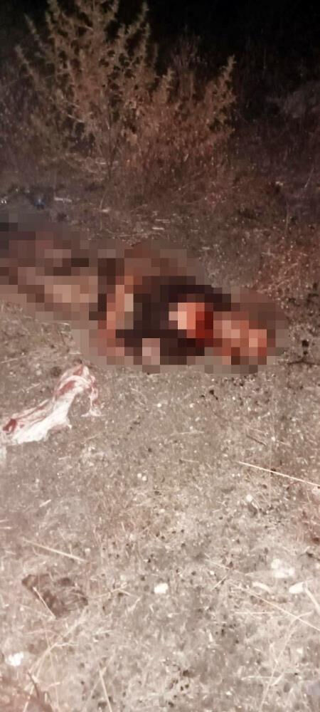 İstanbul'da sahipsiz sokak köpeği vahşeti! Engelli adamı paramparça ettiler İstanbul'da sahipsiz sokak köpeği vahşeti! Engelli adamı paramparça ettiler - 2. Resim