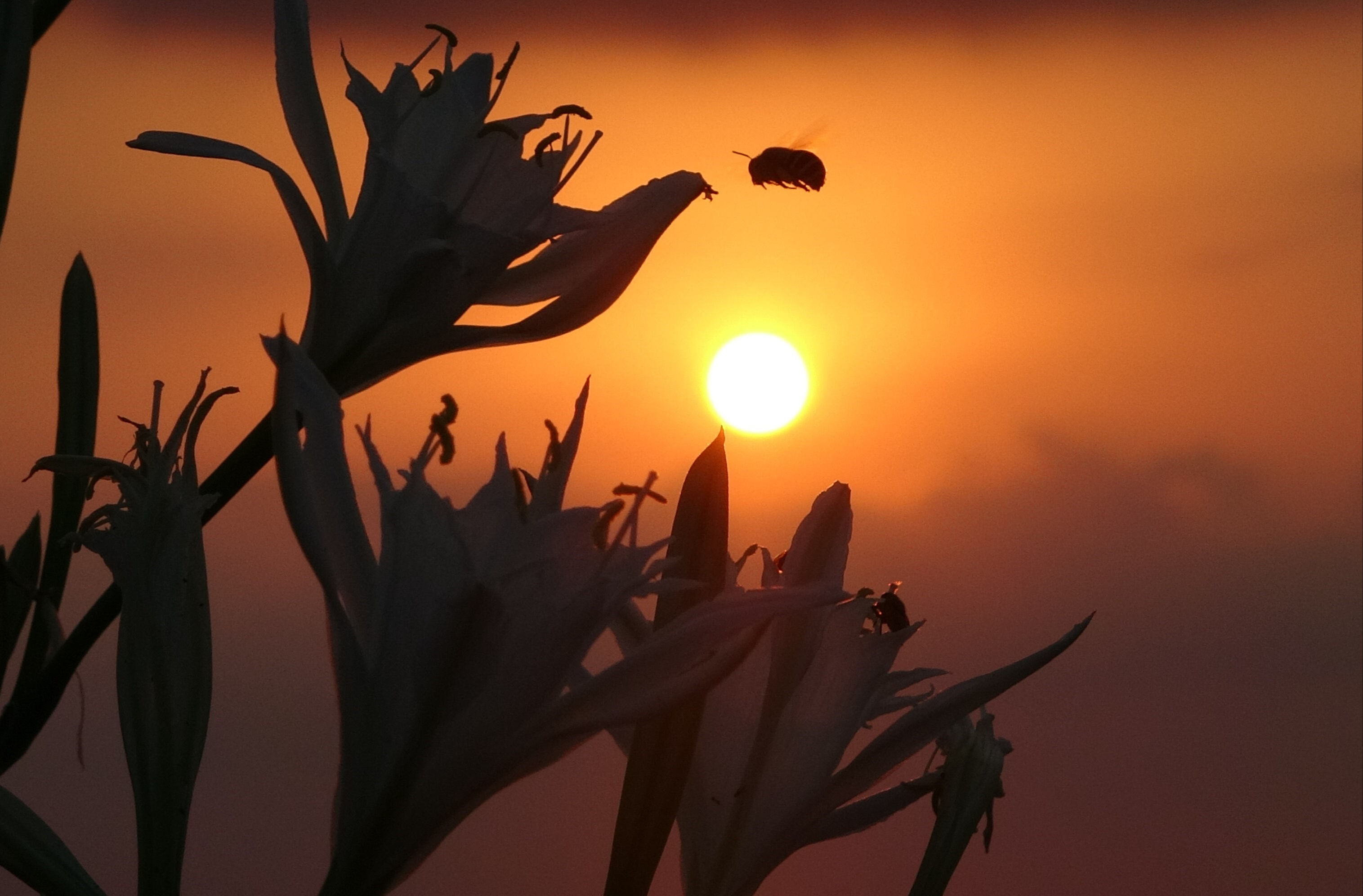 Koparmanın cezası 387 bin liraya çıkarıldı! Mersin'de ilk 'kum zambakları' çiçek açtı - 3. Resim