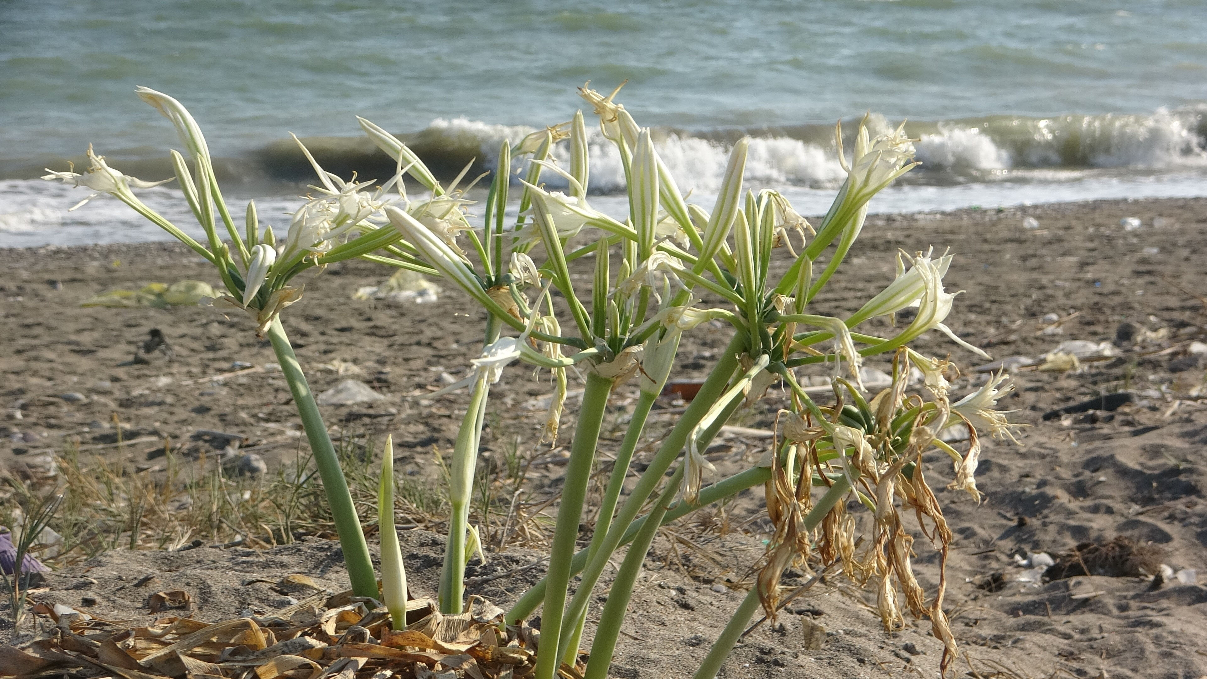 Koparmanın cezası 387 bin liraya çıkarıldı! Mersin'de ilk 'kum zambakları' çiçek açtı - 4. Resim