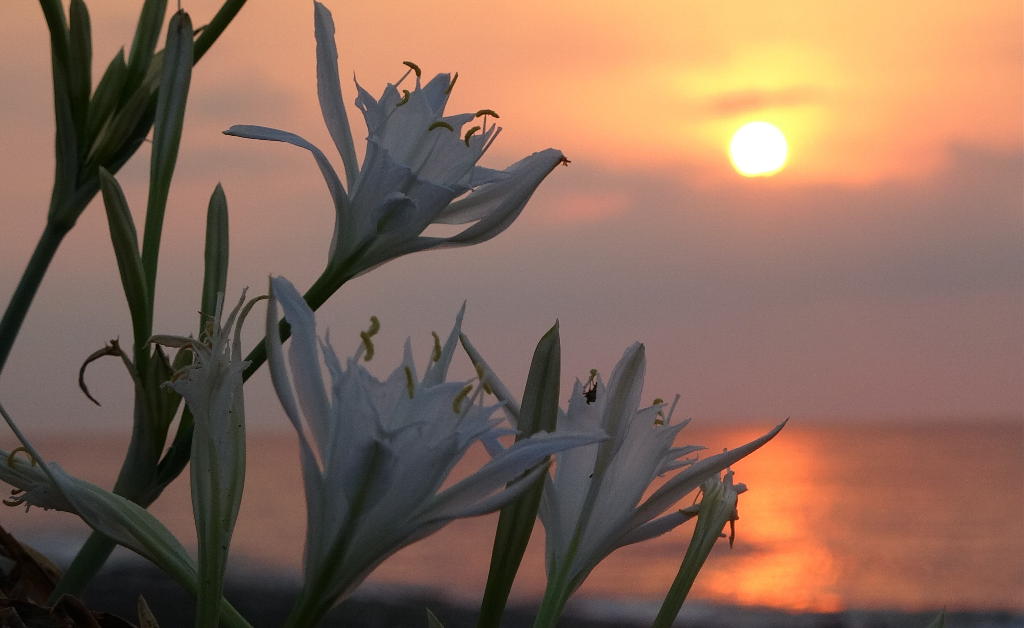 Koparmanın cezası 387 bin liraya çıkarıldı! Mersin'de ilk 'kum zambakları' çiçek açtı - 1. Resim