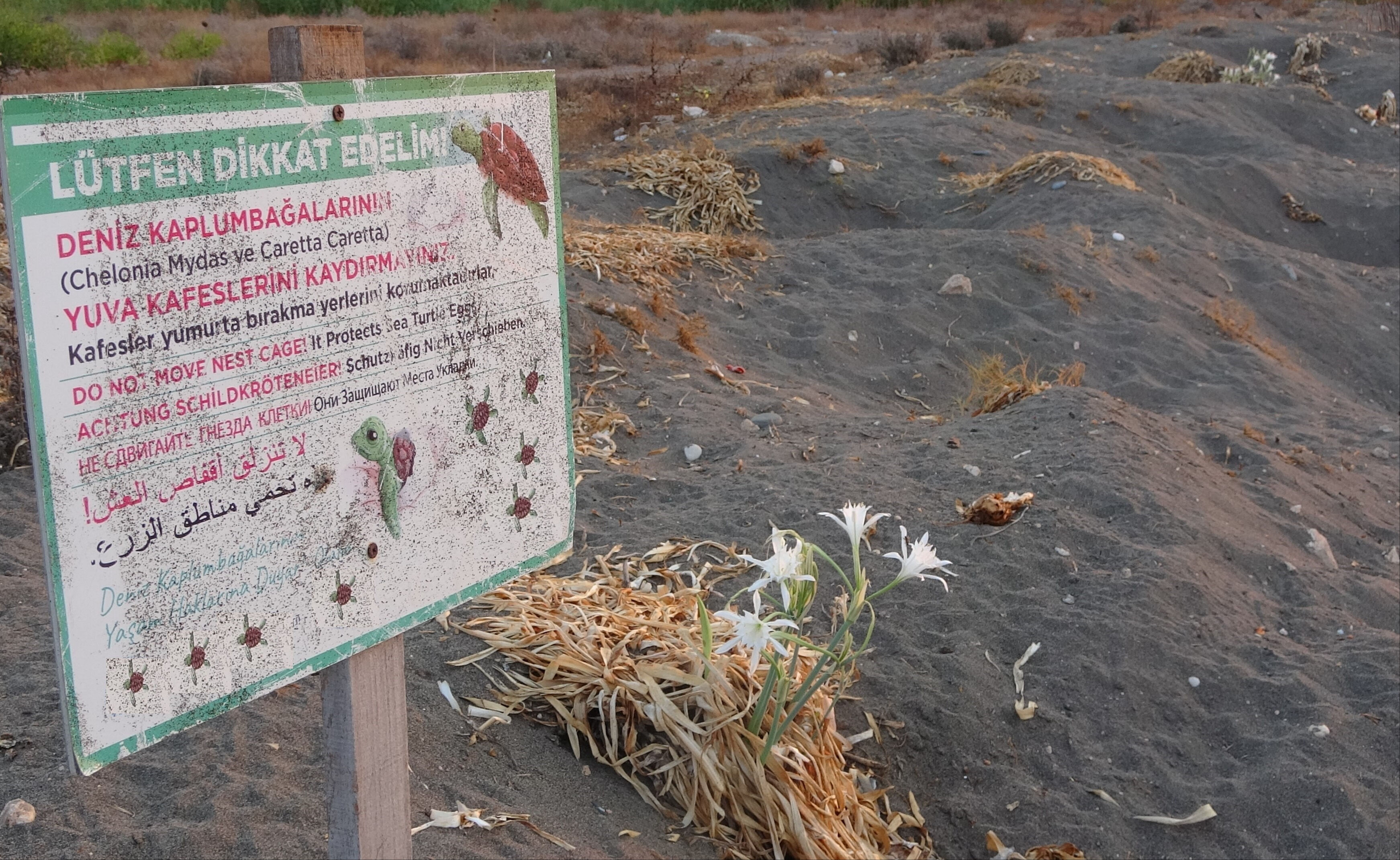 Koparmanın cezası 387 bin liraya çıkarıldı! Mersin'de ilk 'kum zambakları' çiçek açtı - 2. Resim