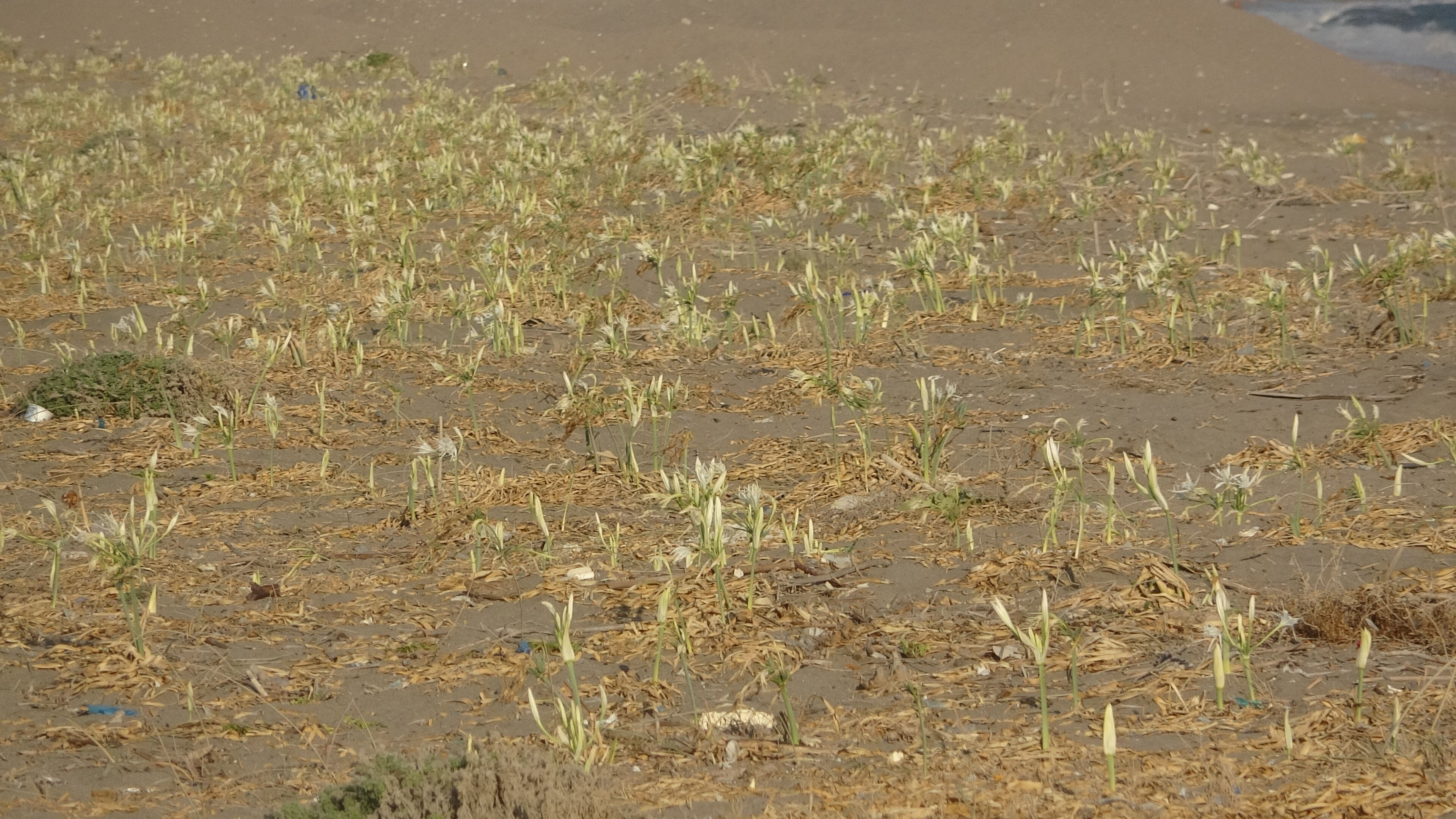 Koparmanın cezası 387 bin liraya çıkarıldı! Mersin'de ilk 'kum zambakları' çiçek açtı - 5. Resim