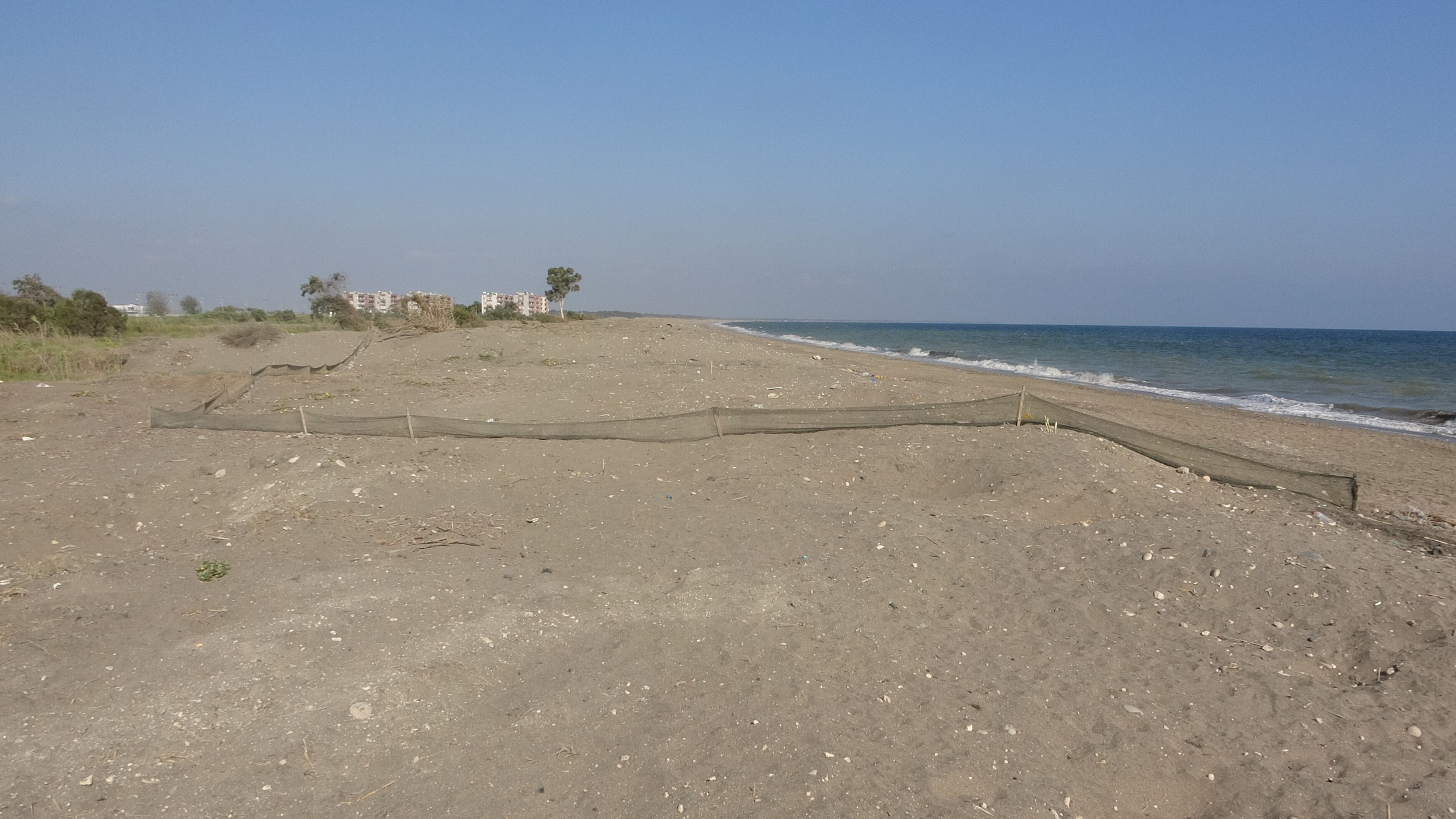 Koparmanın cezası 387 bin liraya çıkarıldı! Mersin'de ilk 'kum zambakları' çiçek açtı - 7. Resim