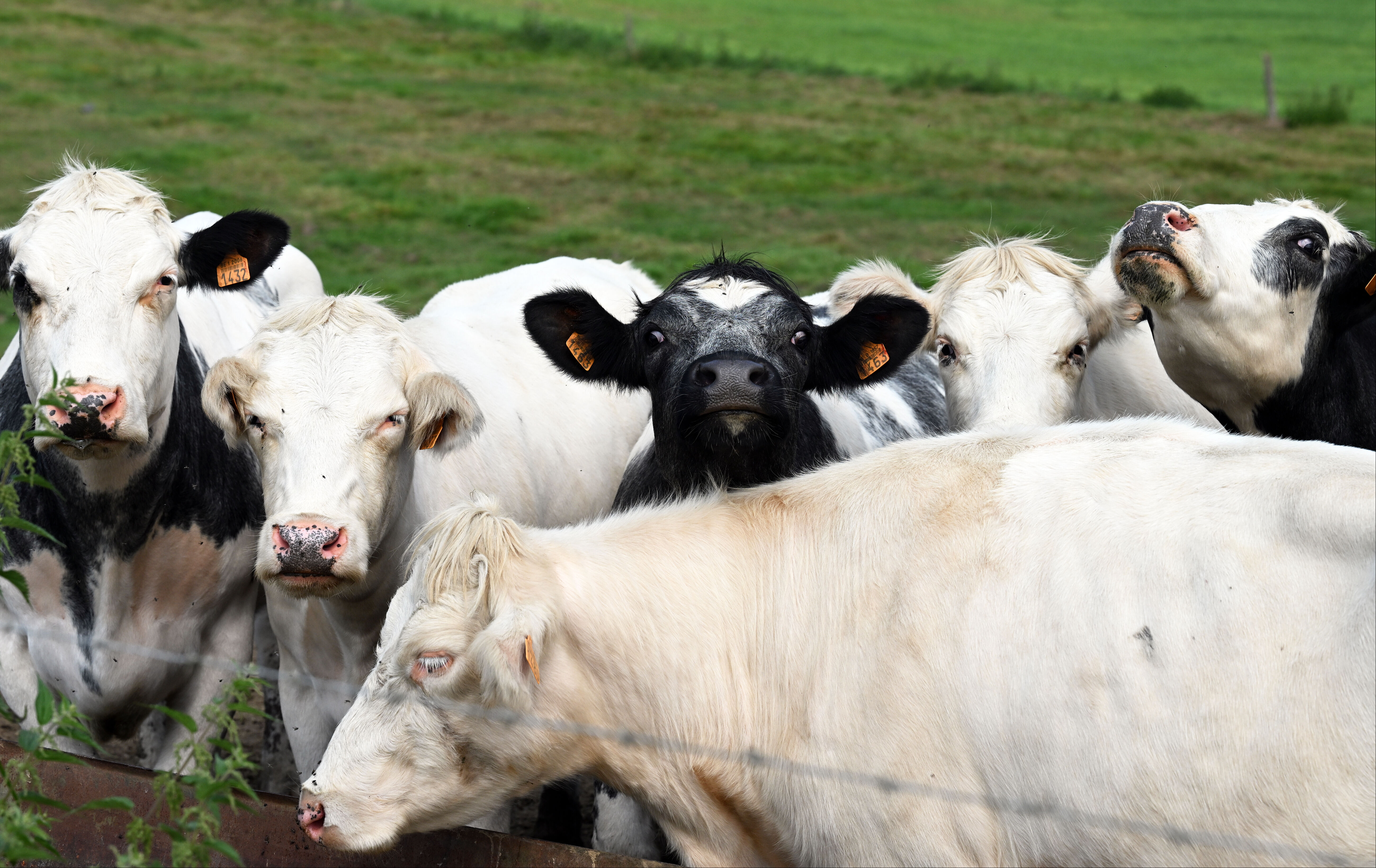 Bir virüs daha! Karantinaya sebep olmuştu! - 2. Resim