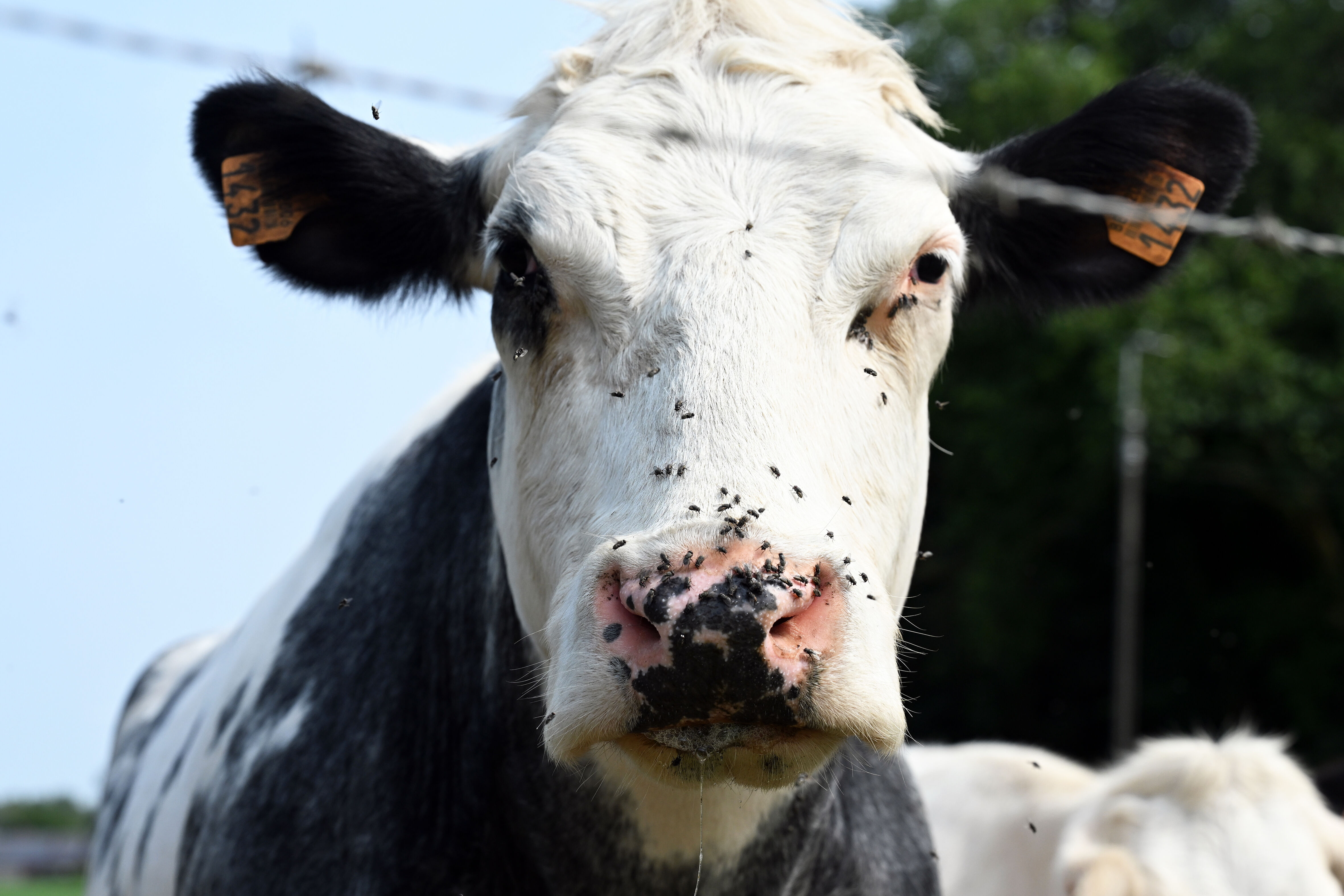 Bir virüs daha! Karantinaya sebep olmuştu! - 1. Resim