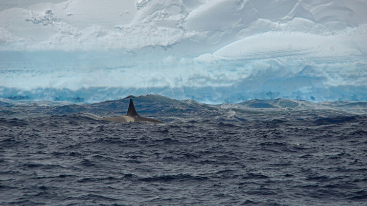 Dünyanın en büyük buz dağı A23a aylardır girdabın etrafında dönüyor! Dünyanın en büyük buz dağı A23a aylardır girdabın etrafında aylardır dönüyor! - 4. Resim