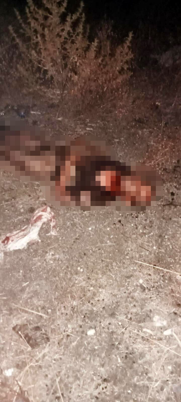 Fatih’te başıboş köpekler Ayhan Özçelik'i öldürmüştü! Hastane raporu vahşetin boyutunu ortaya çıkardı Fatih’te başıboş köpekler Ayhan Özçelik'i öldürmüştü! Hastane raporu ortaya çıktı - 2. Resim