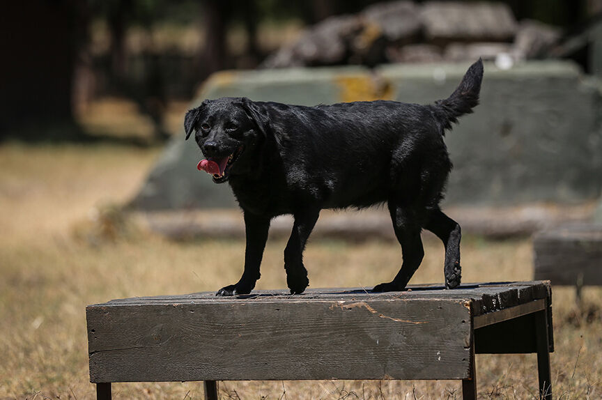 Mehmetçiğin arazideki gözü olacak! UKKS nedir ve nasıl çalışır? Mehmetçiğin arazideki gözü olacak! UKKS nedir ve nasıl çalışır? - 4. Resim