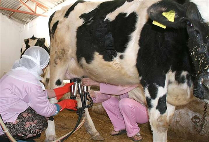 Süt üreticisi ve tüketicisi fiyatlardan memnun değil! Süt fiyatlarındaki kısır döngü nasıl düzelecek? - 5. Resim