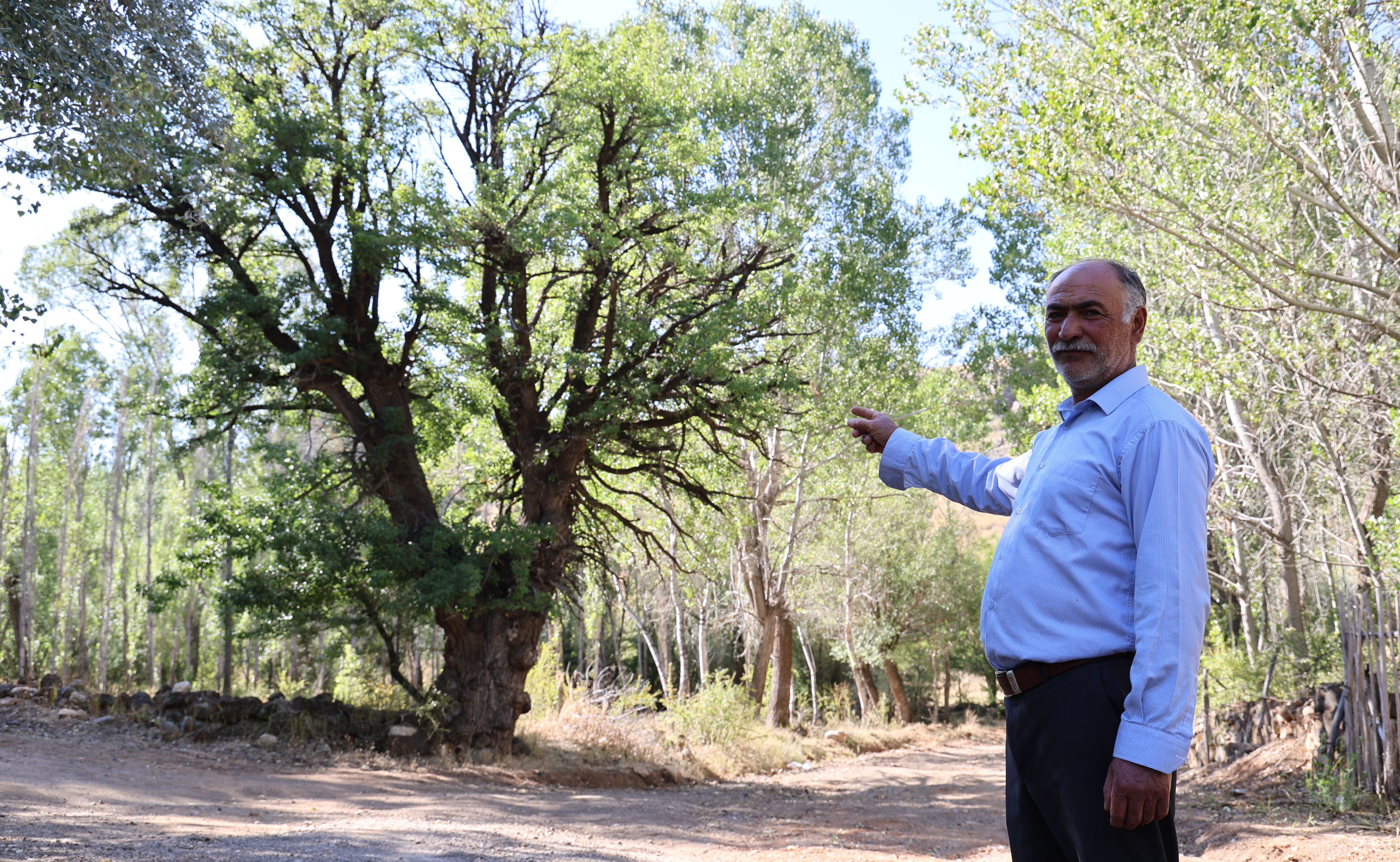 4 asırlık ağaca korkularından ellerini süremiyorlar! Sebebini duyan şoke oluyor 4 asırlık ağaca korkularından ellerini süremiyorlar! Sebebini duyan şoke oluyor - 1. Resim