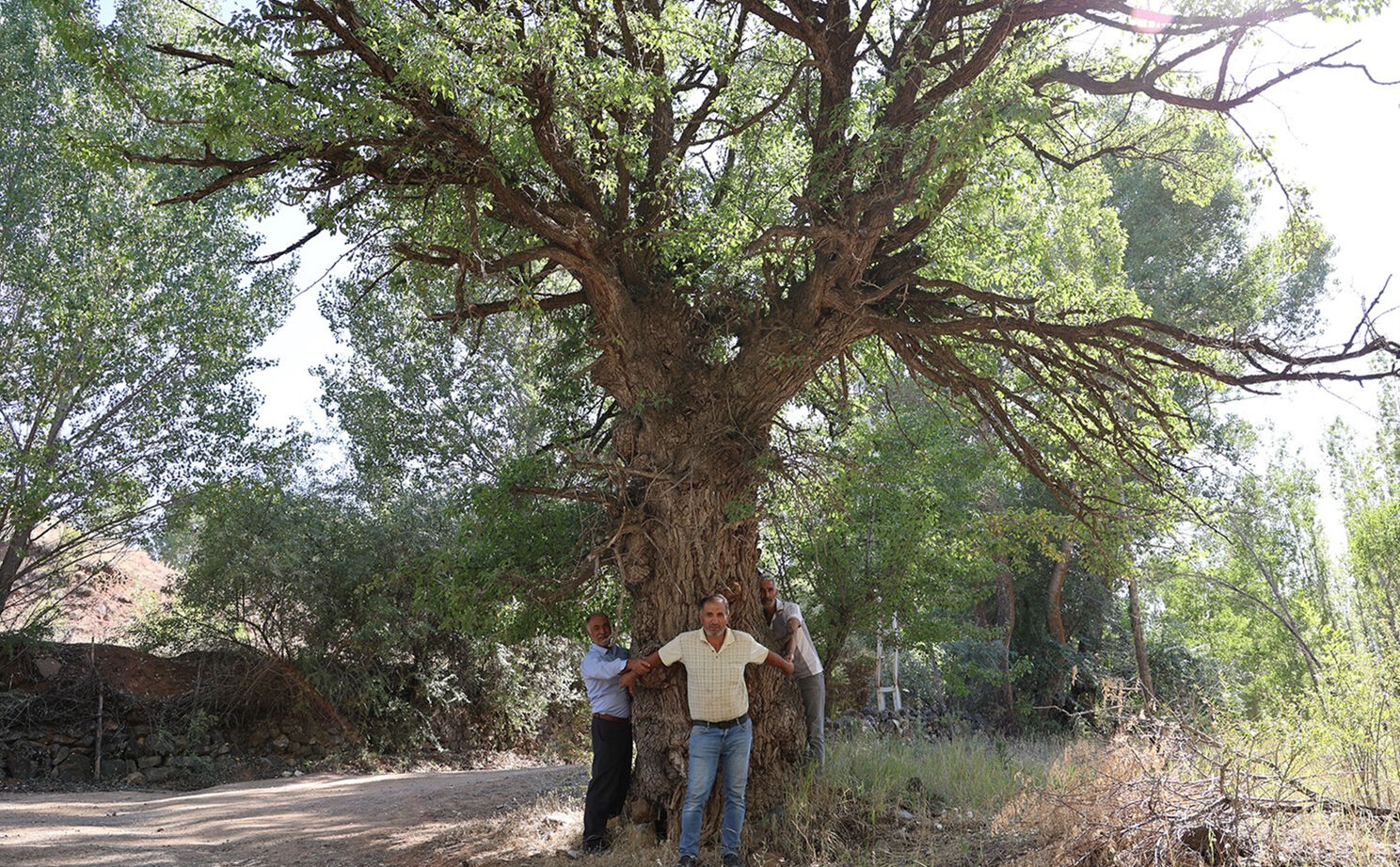 4 asırlık ağaca korkularından ellerini süremiyorlar! Sebebini duyan şoke oluyor 4 asırlık ağaca korkularından ellerini süremiyorlar! Sebebini duyan şoke oluyor - 2. Resim
