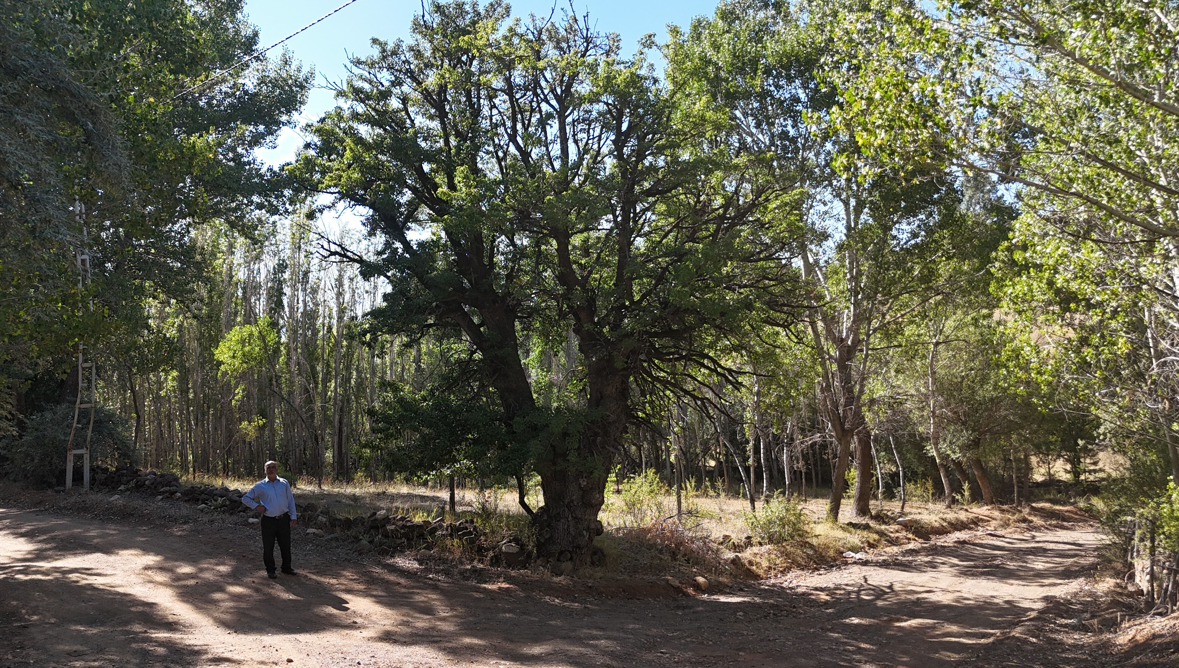 4 asırlık ağaca korkularından ellerini süremiyorlar! Sebebini duyan şoke oluyor 4 asırlık ağaca korkularından ellerini süremiyorlar! Sebebini duyan şoke oluyor - 3. Resim