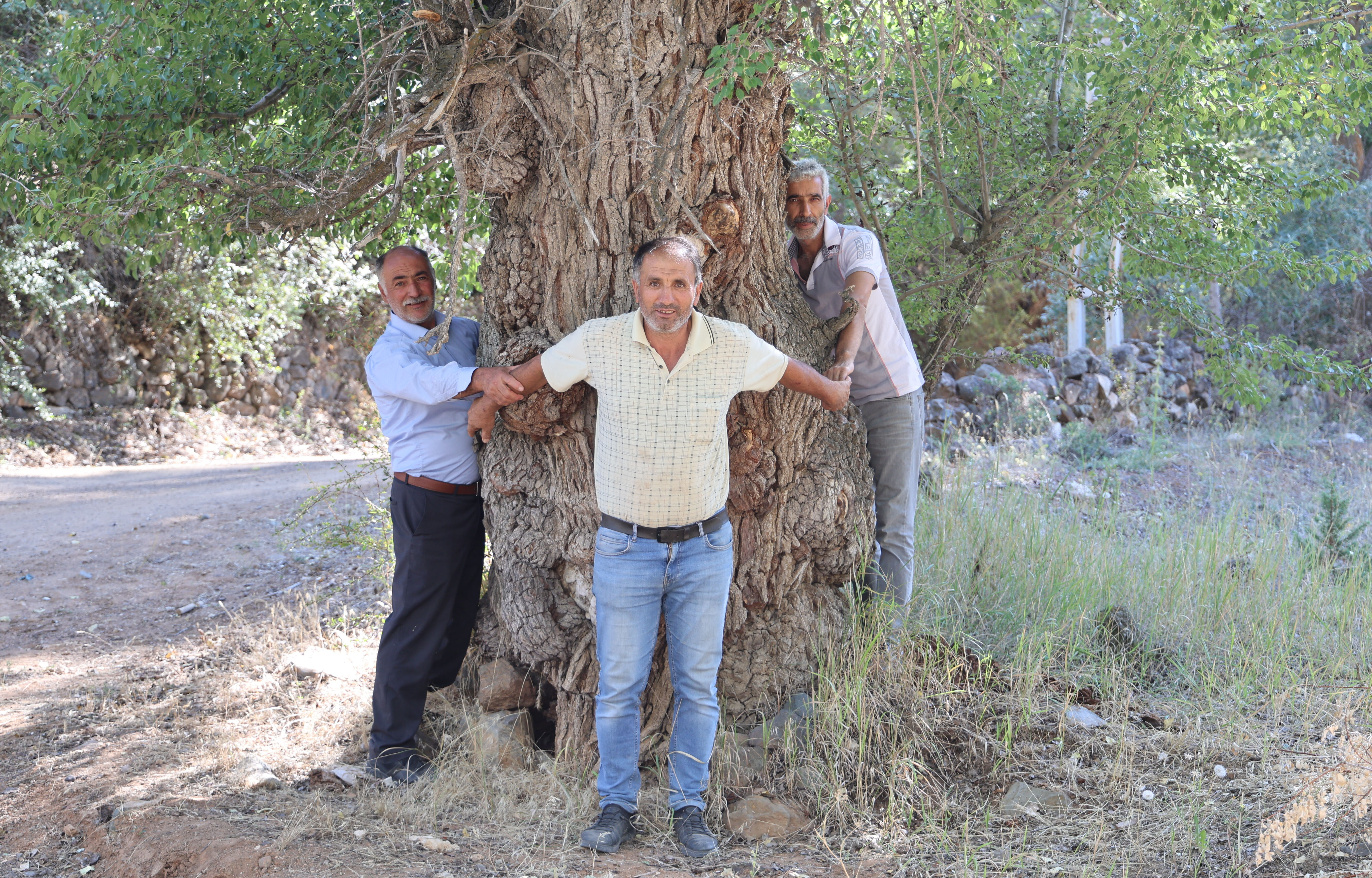4 asırlık ağaca korkularından ellerini süremiyorlar! Sebebini duyan şoke oluyor 4 asırlık ağaca korkularından ellerini süremiyorlar! Sebebini duyan şoke oluyor - 4. Resim