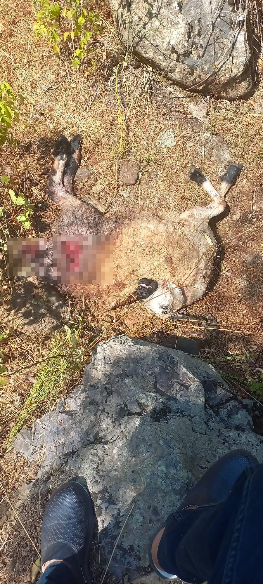 Başıboş sokak köpeği vahşeti! 19 koyun telef oldu - 1. Resim