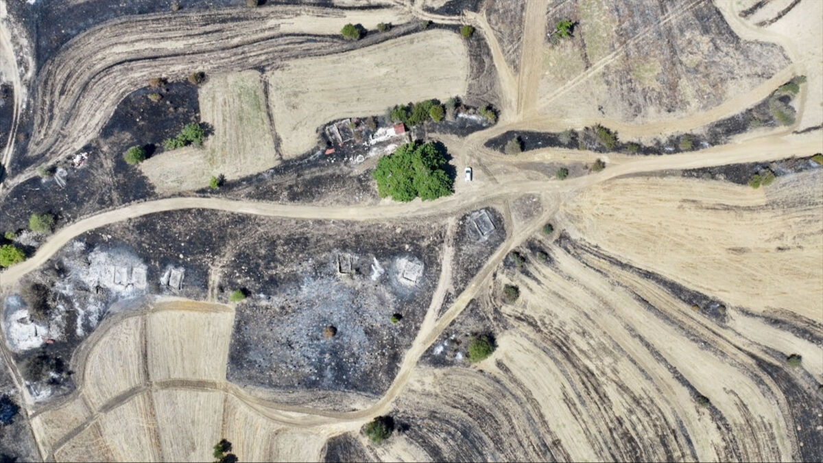 Bolu'daki orman yangınında köylüler asırlık ağacı yanmaktan kurtardı Bolu'daki orman yangınında köylüler asırlık ağacı yanmaktan kurtardı - 1. Resim