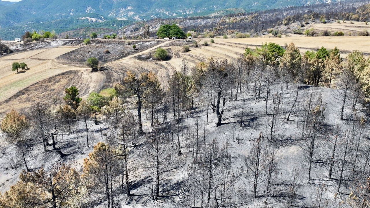 Bolu'daki orman yangınında köylüler asırlık ağacı yanmaktan kurtardı Bolu'daki orman yangınında köylüler asırlık ağacı yanmaktan kurtardı - 3. Resim