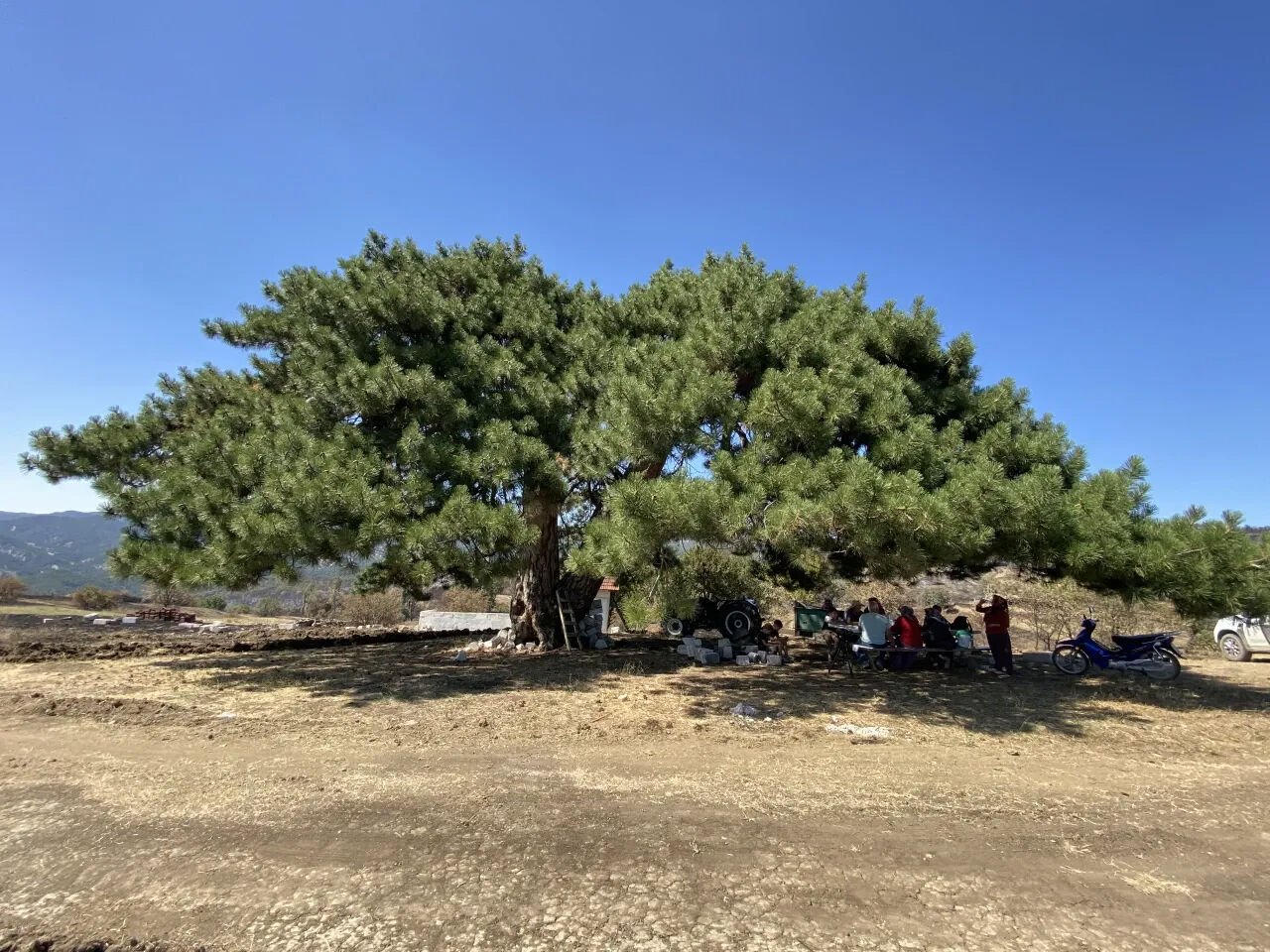 Bolu'daki orman yangınında köylüler asırlık ağacı yanmaktan kurtardı Bolu'daki orman yangınında köylüler asırlık ağacı yanmaktan kurtardı - 2. Resim