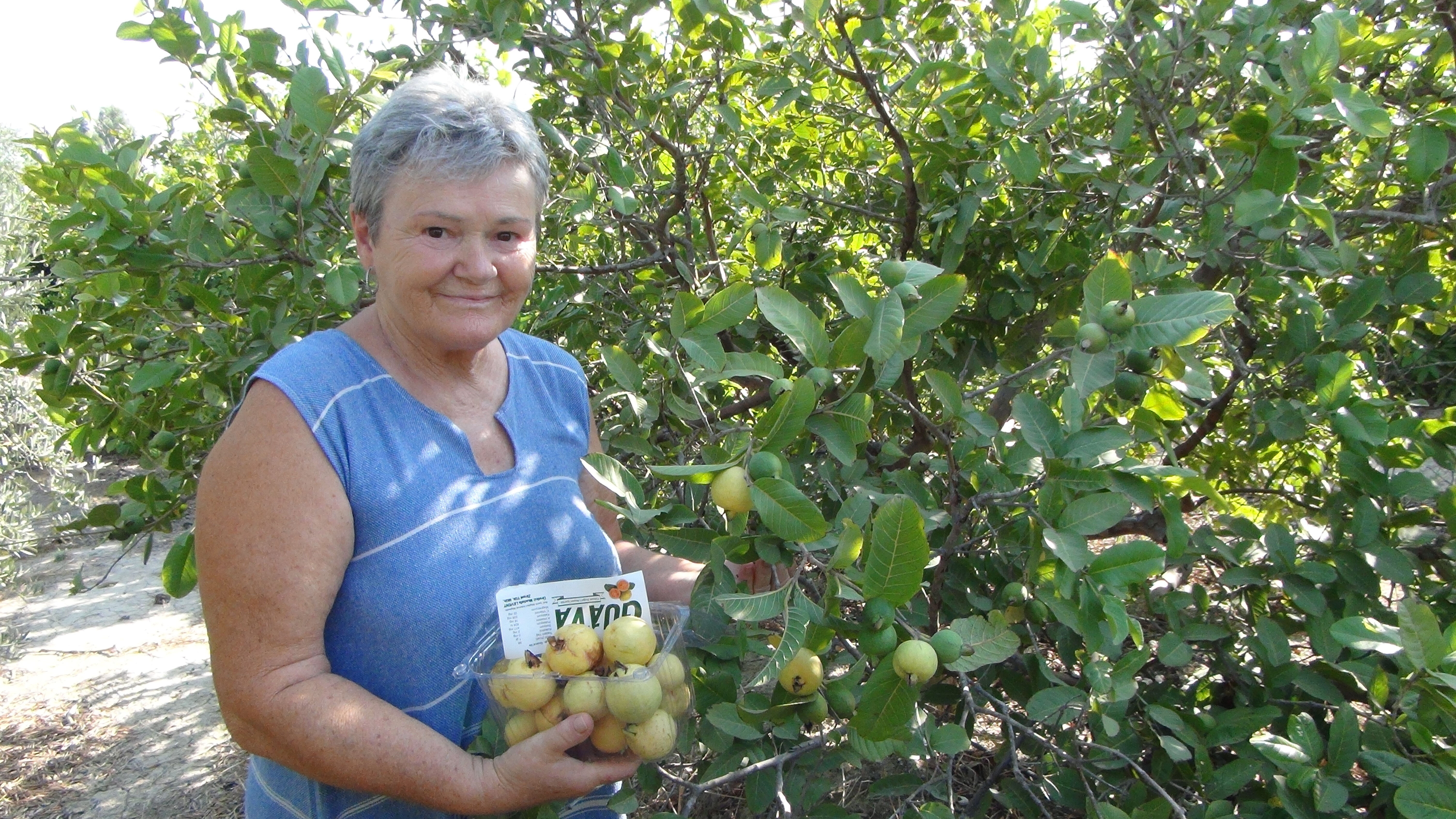 Mersin'de guava hasadı başladı! Kilosu tarlada 25 TL - 1. Resim