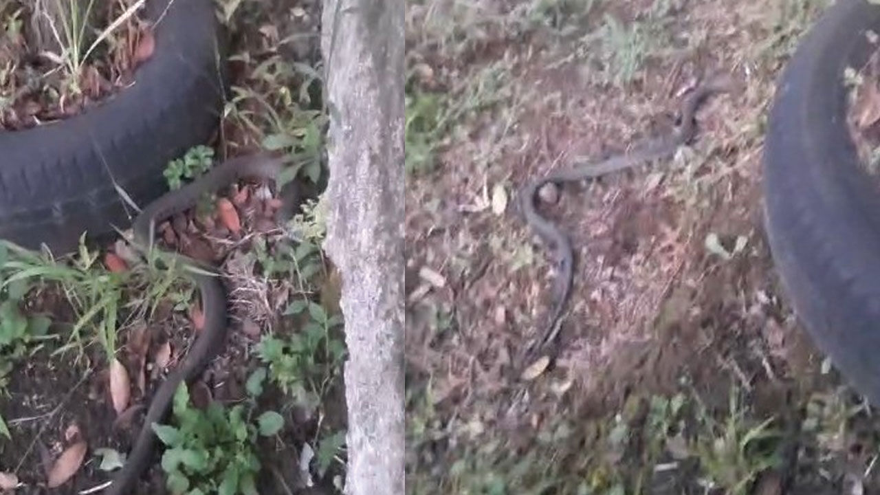 Trabzon Of'ta fındık tarlasında yılan şoku! Karşı karşıya gelince bakın ne yaptı Trabzon Of'ta fındık tarlasında yılan şoku! Karşı karşıya gelince bakın ne yaptı - 2. Resim