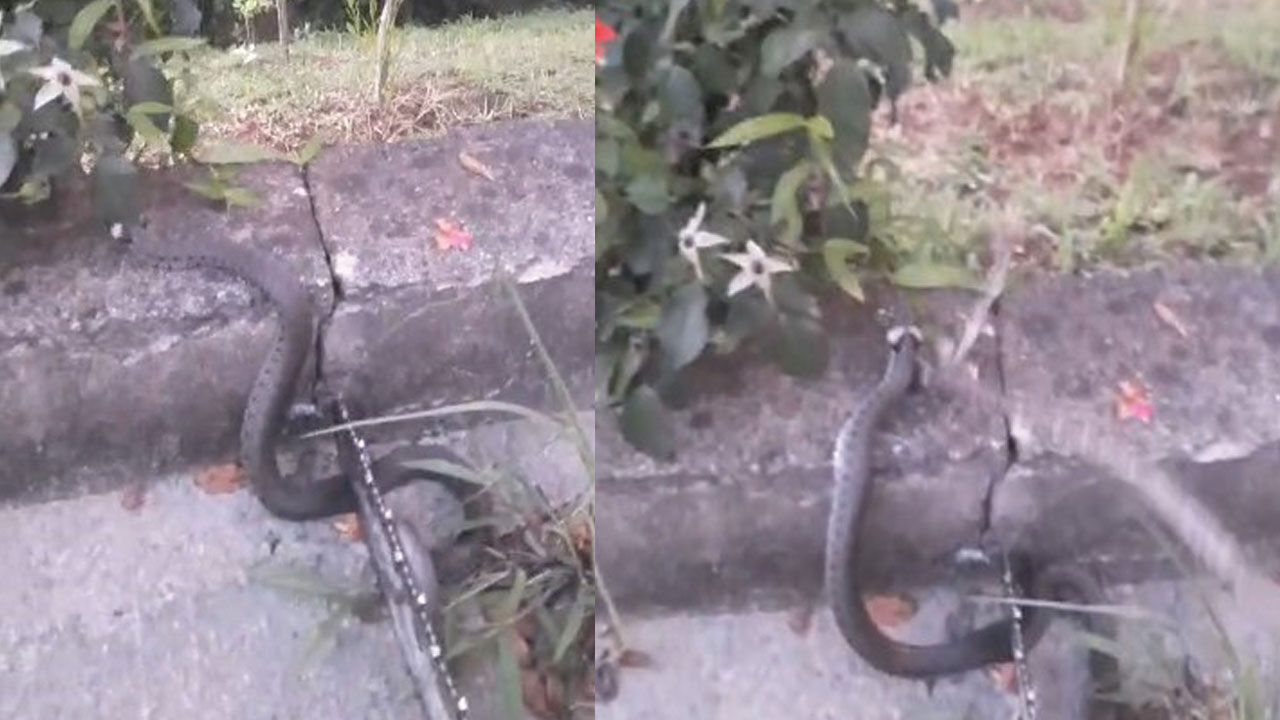 Trabzon Of'ta fındık tarlasında yılan şoku! Karşı karşıya gelince bakın ne yaptı Trabzon Of'ta fındık tarlasında yılan şoku! Karşı karşıya gelince bakın ne yaptı - 1. Resim