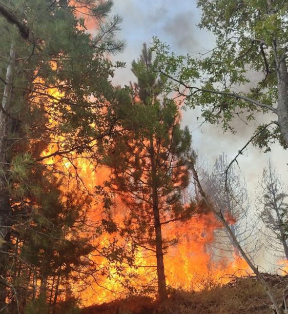 Aydın Kuyucak'taki orman yangını kontrol altına alındı - 1. Resim