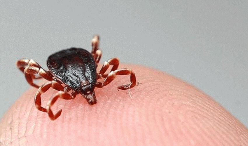 Fındık toplayanlar dikkat: Büyük tehlike ortaya çıktı, uzmanı uyardı - 1. Resim