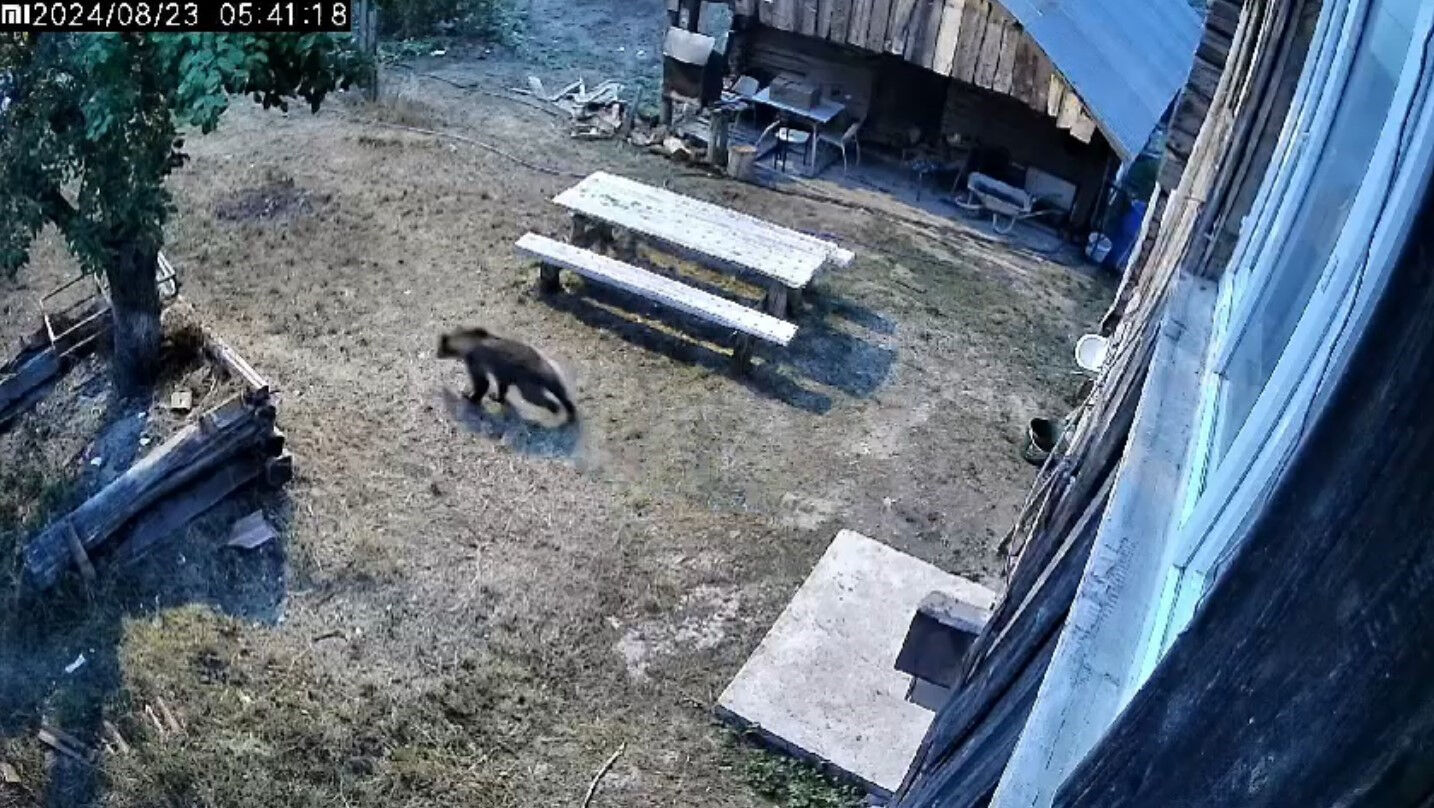 Kastamonu'da ayı sürprizi! Bahçeye girip ortalığı talan etti - 1. Resim