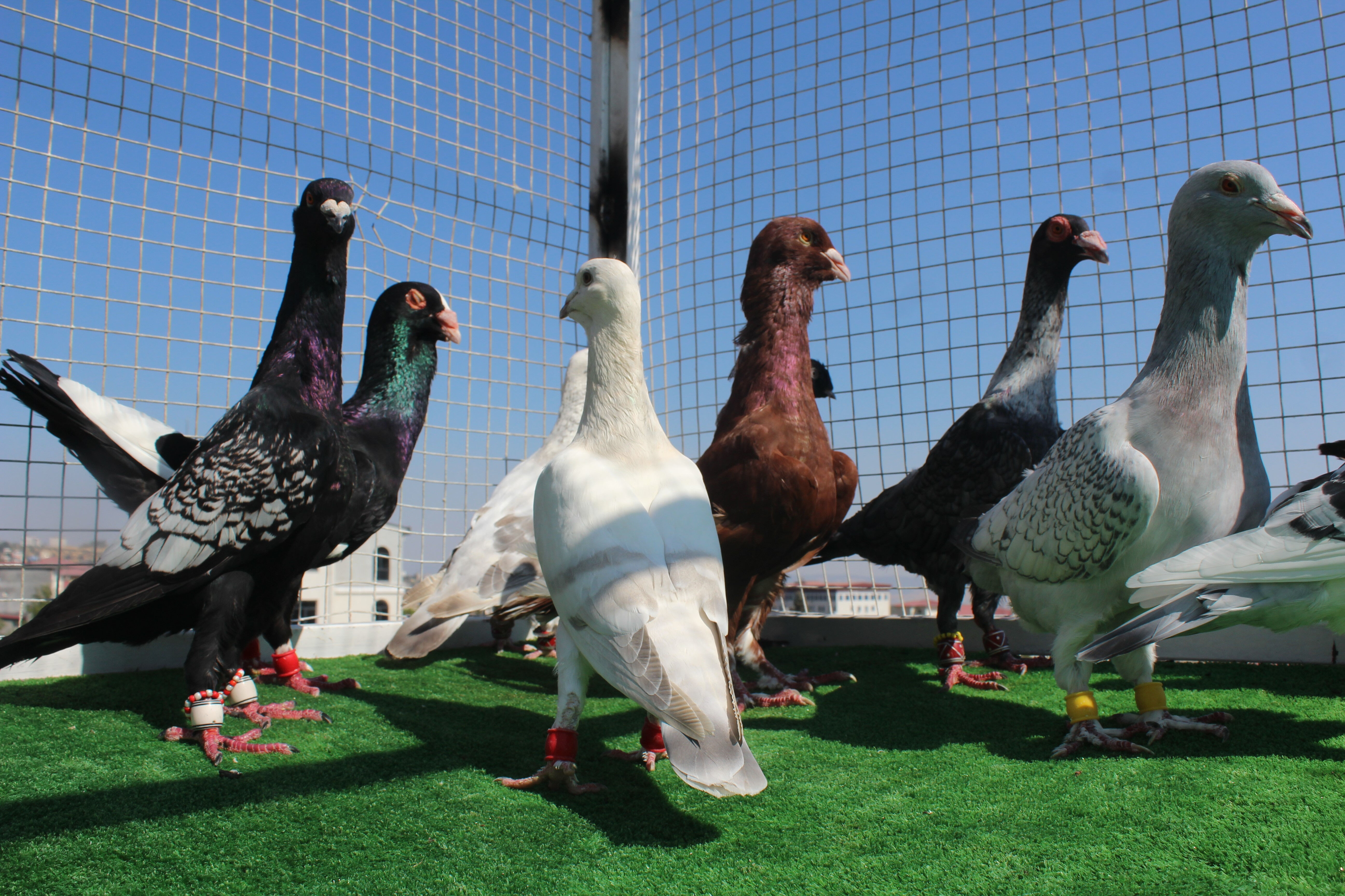 Memurluğu bırakıp bu işe girdi! Otomobil fiyatına satıyor Memurluğu bırakıp bu işe girdi! Otomobil fiyatına satıyor - 3. Resim