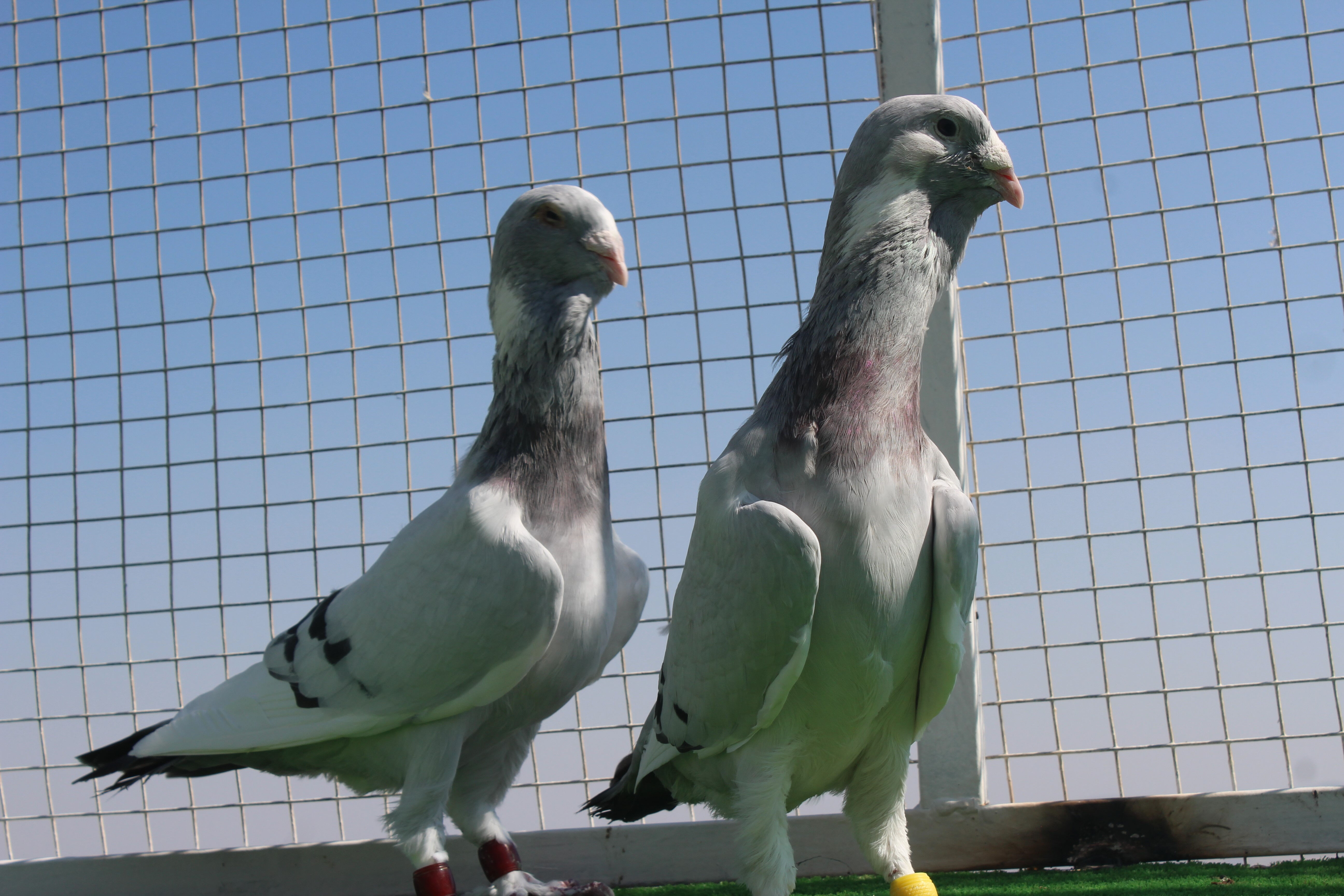 Memurluğu bırakıp bu işe girdi! Otomobil fiyatına satıyor Memurluğu bırakıp bu işe girdi! Otomobil fiyatına satıyor - 2. Resim