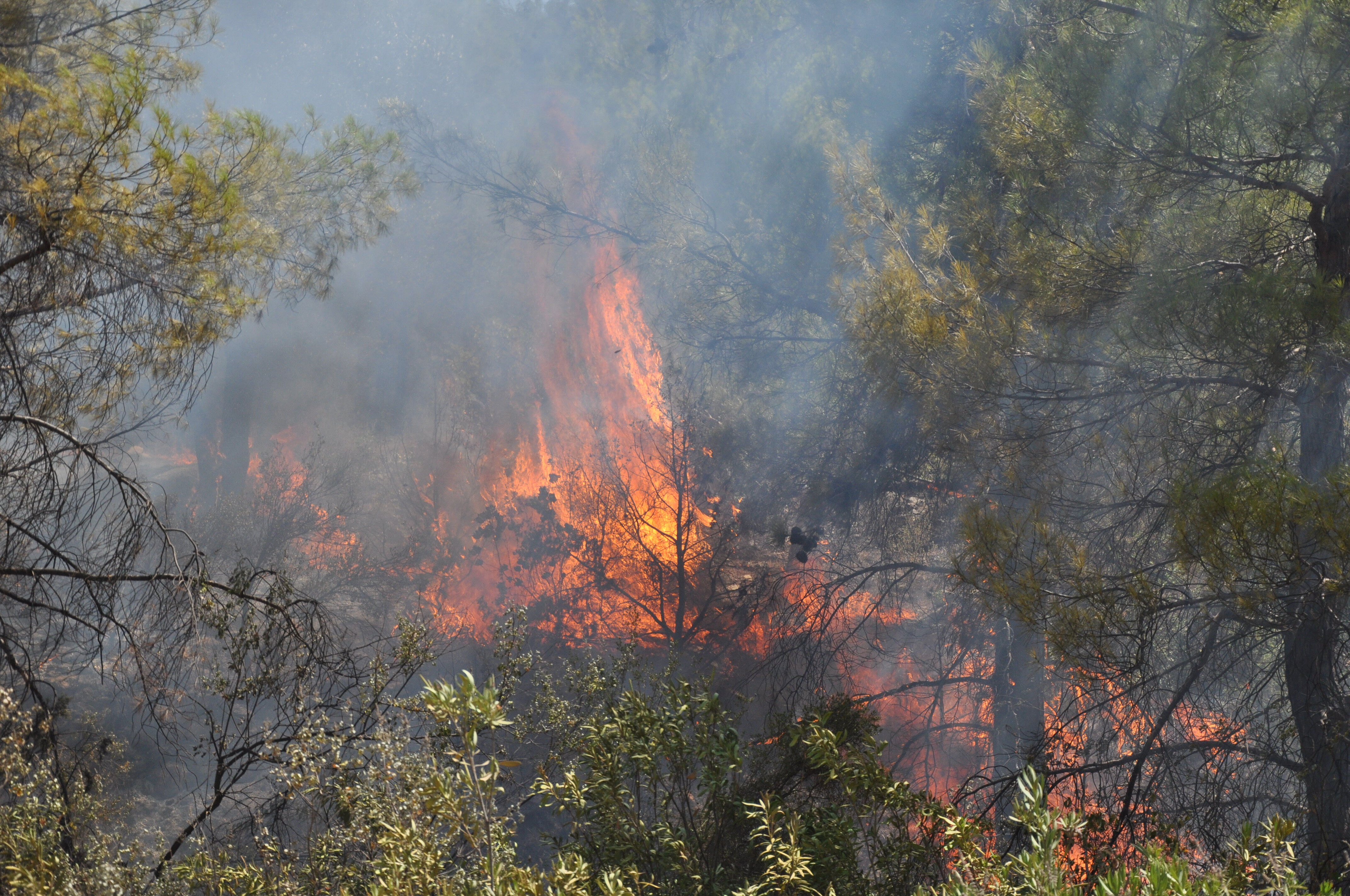 Mersin'deki orman yangının nedeni pes dedirtti! Suçlarını itiraf eden zanlılar tutuklandı - 3. Resim