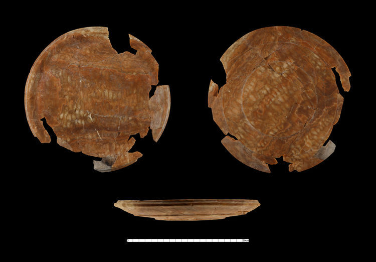 Tarihi keşif! 2 bin 800 yıllık nohut, buğday, kayısı çekirdeği, üzüm ve sarımsak taneleri bulundu - 2. Resim