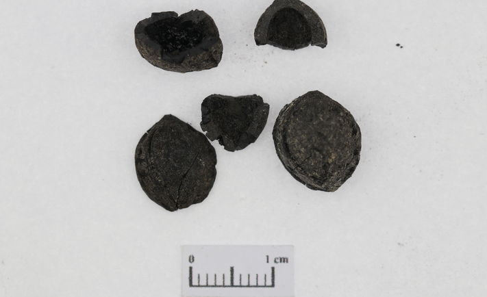 Tarihi keşif! 2 bin 800 yıllık nohut, buğday, kayısı çekirdeği, üzüm ve sarımsak taneleri bulundu - 1. Resim