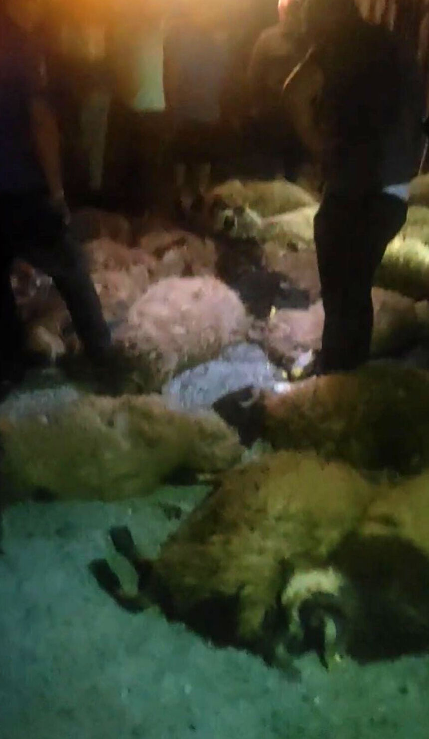 Bitlis'te kaza! Tır devrildi, 63 koyun telef oldu - 1. Resim