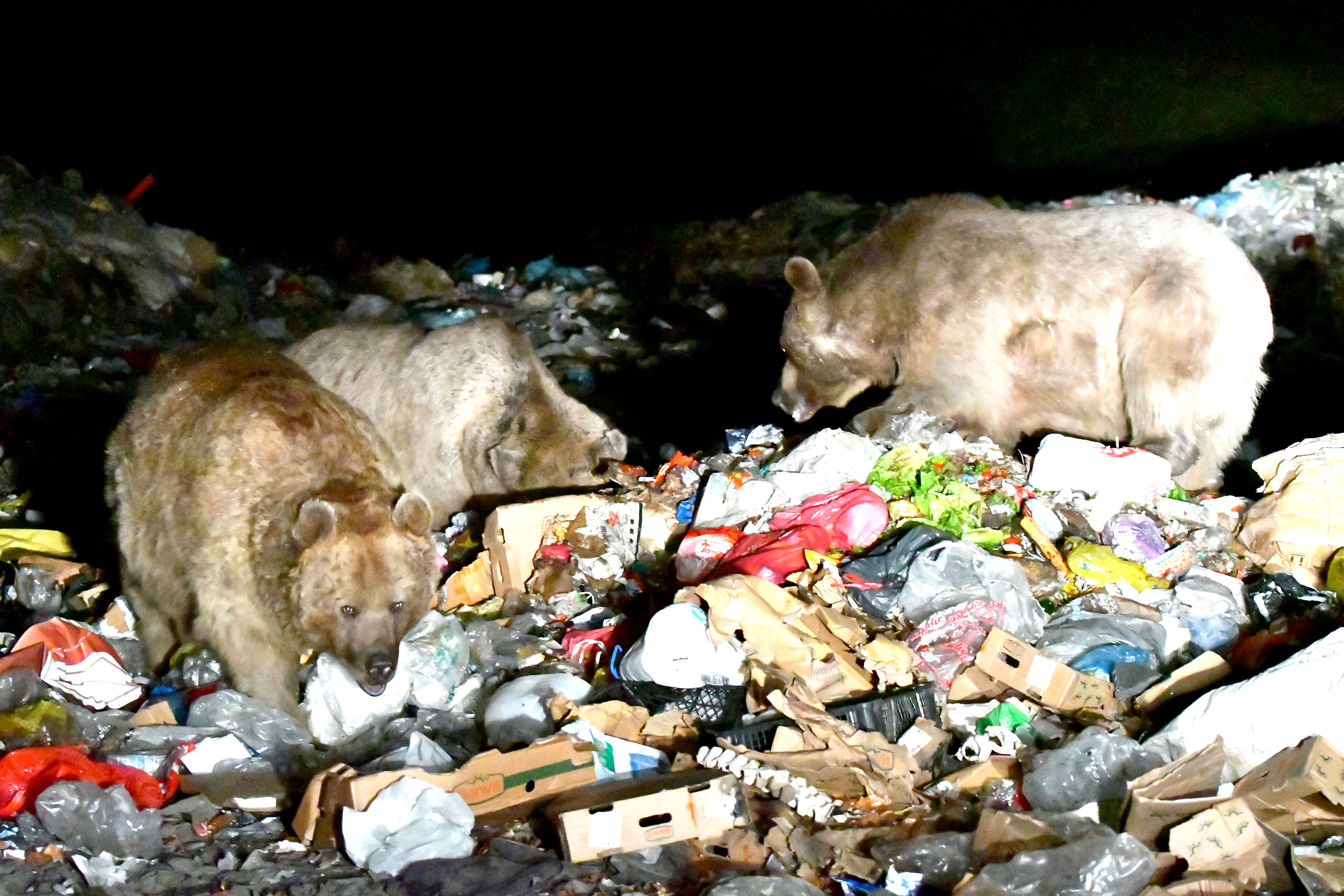 Kars'ta bozayılar sürü halinde ilçe merkezine indi Kars'ta bozayılar sürü halinde ilçe merkezine indi - 2. Resim
