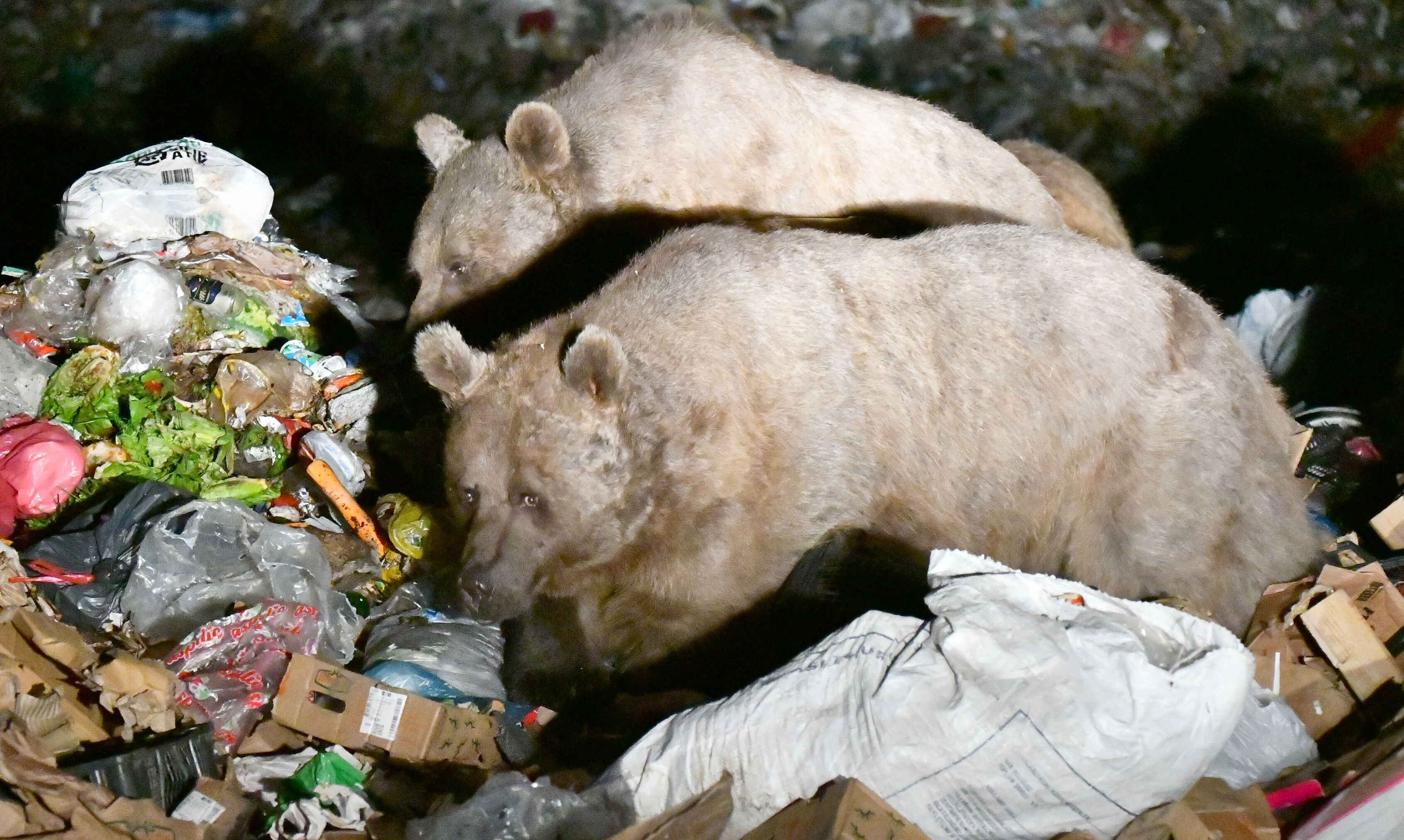 Kars'ta bozayılar sürü halinde ilçe merkezine indi Kars'ta bozayılar sürü halinde ilçe merkezine indi - 3. Resim