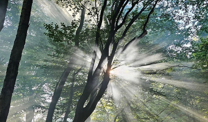 Kenan İmirzalıoğlu ve Sinem Kobal çifti tercihini yaptı! Çocuklarını aldıkları gibi gittiler - 4. Resim