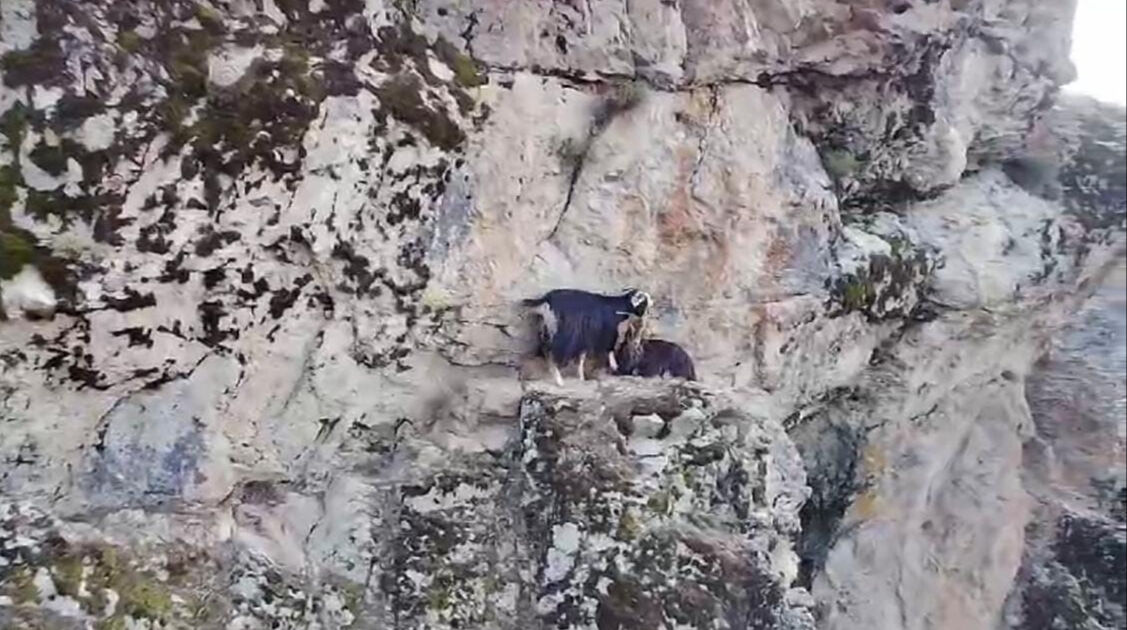 Muş'ta kayalıkta mahsur kalan keçiler, 4 gündür kurtarılmayı bekliyor - 2. Resim