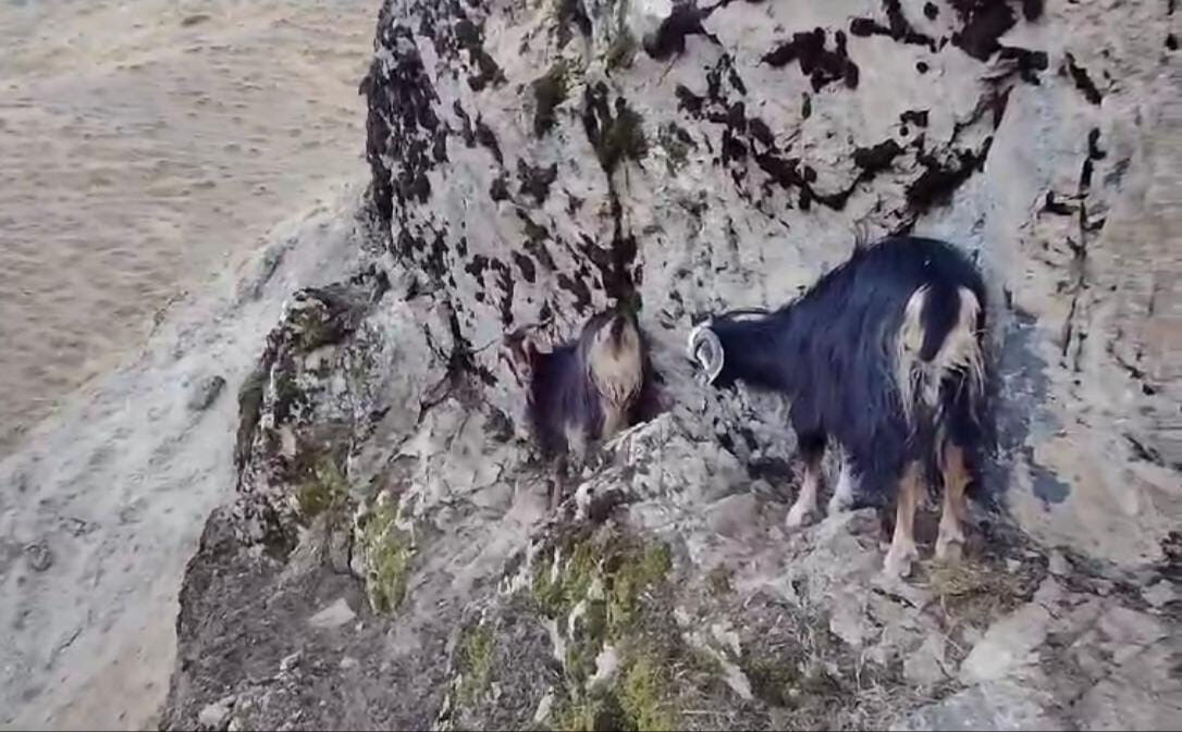 Muş'ta kayalıkta mahsur kalan keçiler, 4 gündür kurtarılmayı bekliyor - 1. Resim